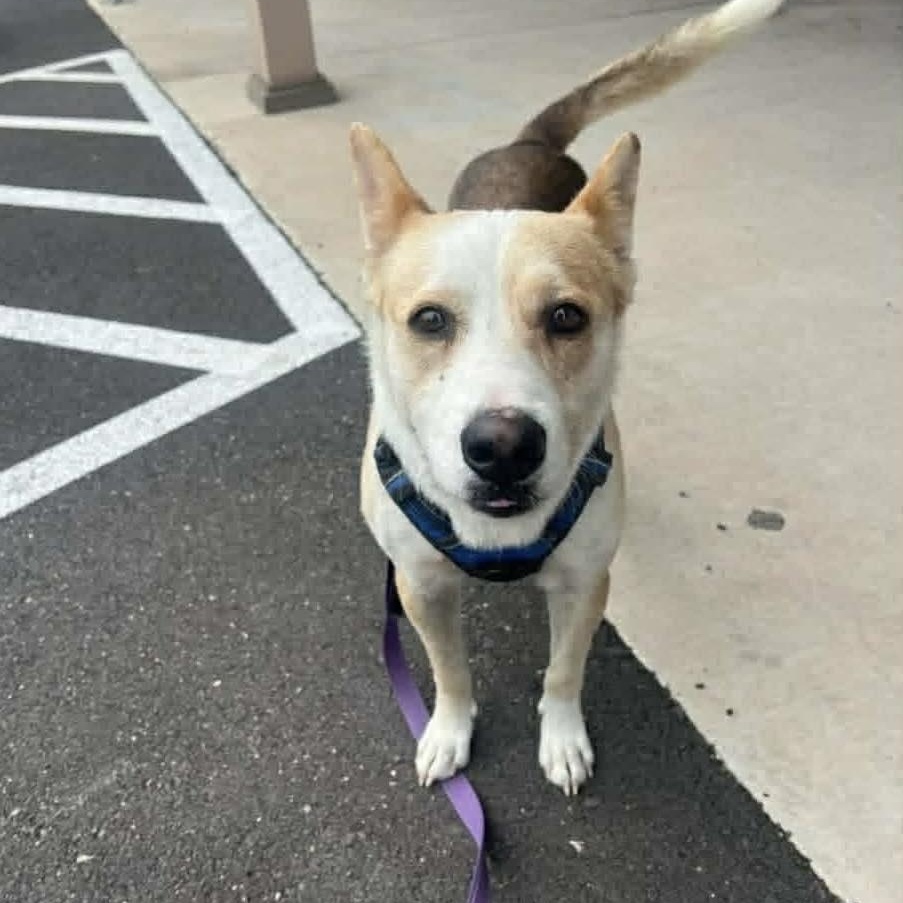 Luigi, adoptable, Adult Male Carolina Dog.
