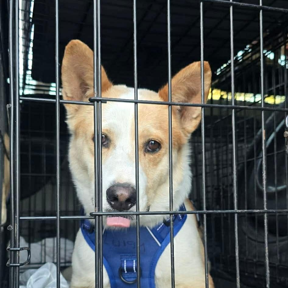 Enlarge Luigi, an adoptable Carolina Dog in Woodstock, ON image 2/3