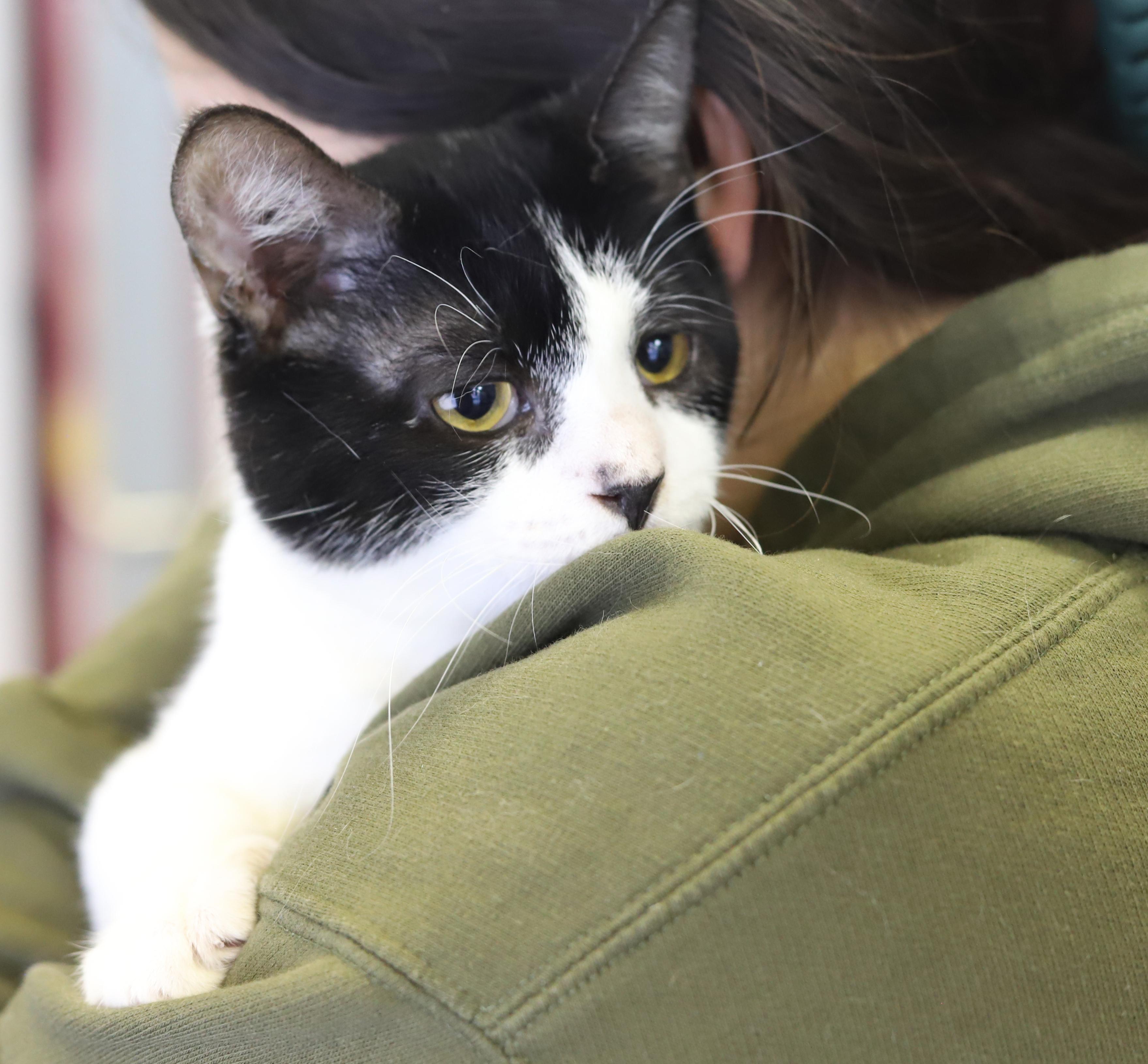 Enlarge Panda - lil' lover! So darn sweet n' cuddly!, an adopted mixed breed in Bedford Hills, NY image 1/6