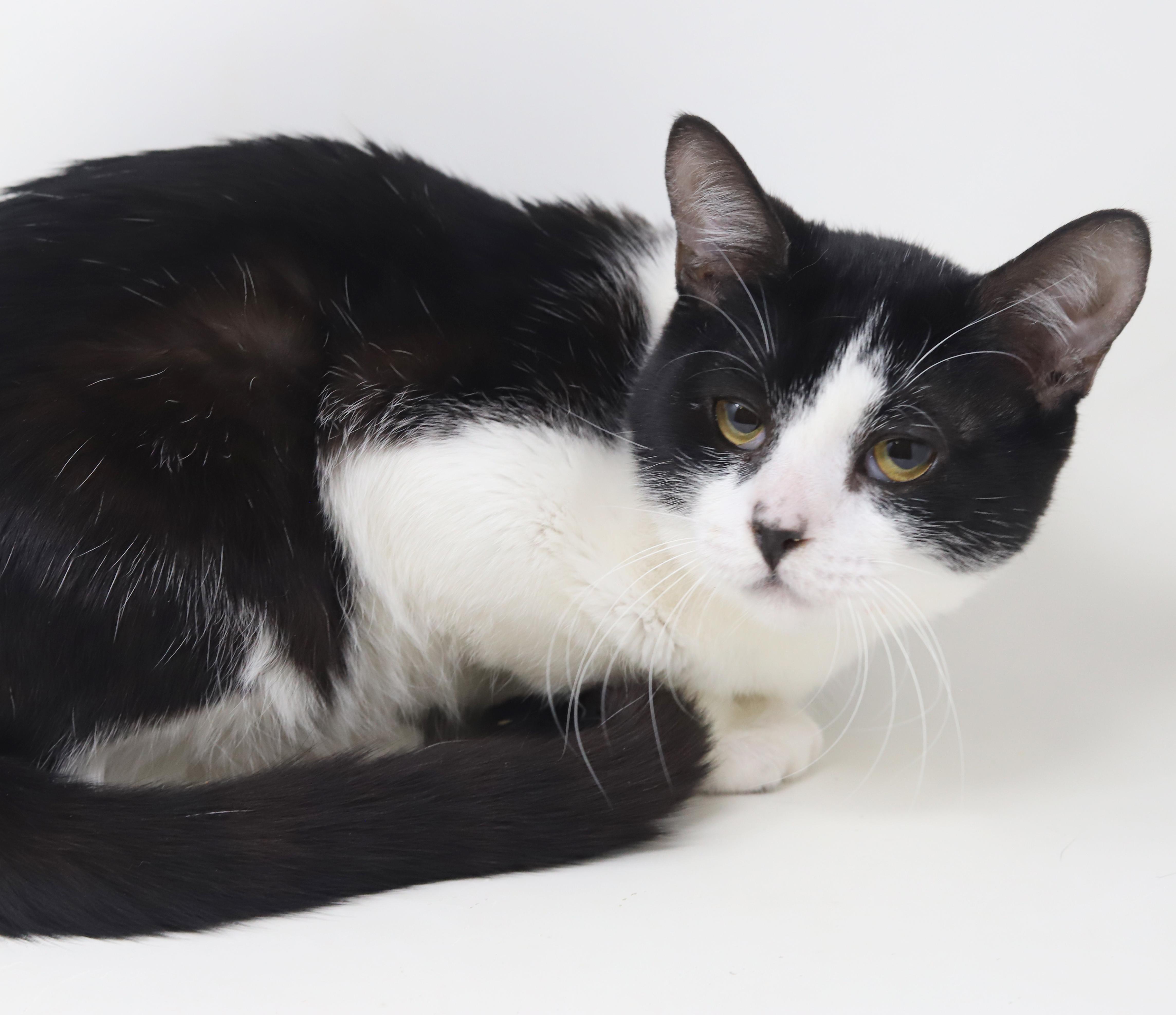 Enlarge Panda - lil' lover! So darn sweet n' cuddly!, an adopted mixed breed in Bedford Hills, NY image 2/6