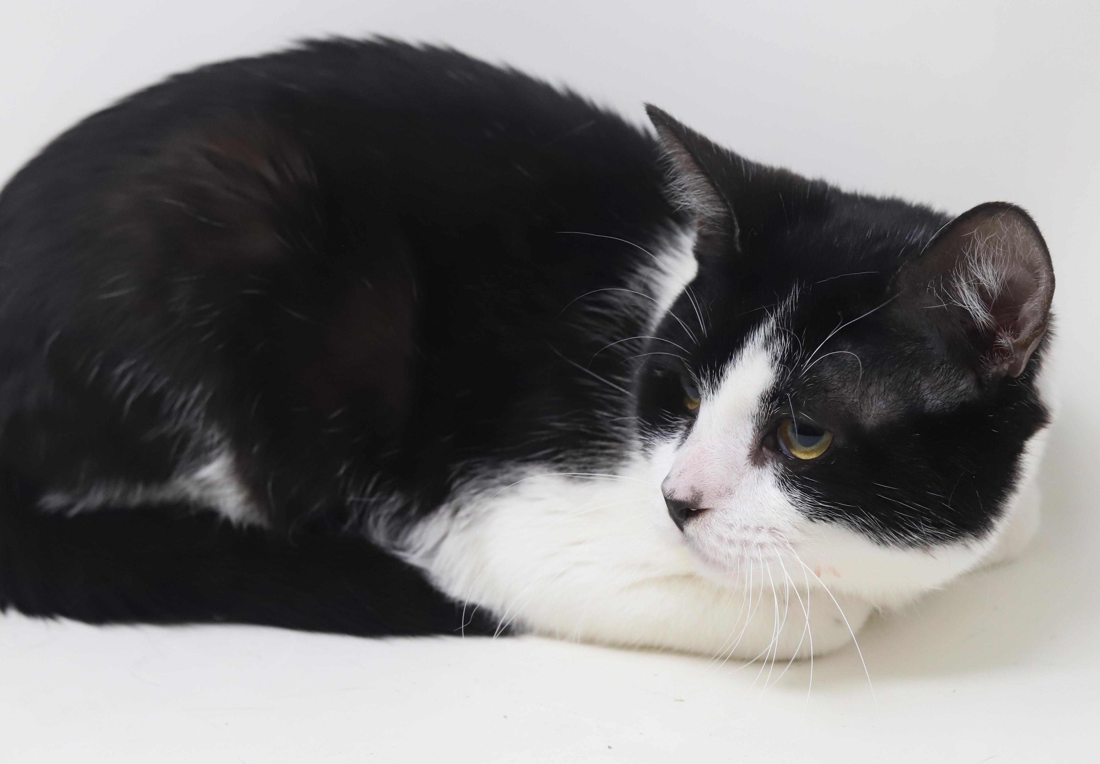 Enlarge Panda - lil' lover! So darn sweet n' cuddly!, an adopted mixed breed in Bedford Hills, NY image 4/6