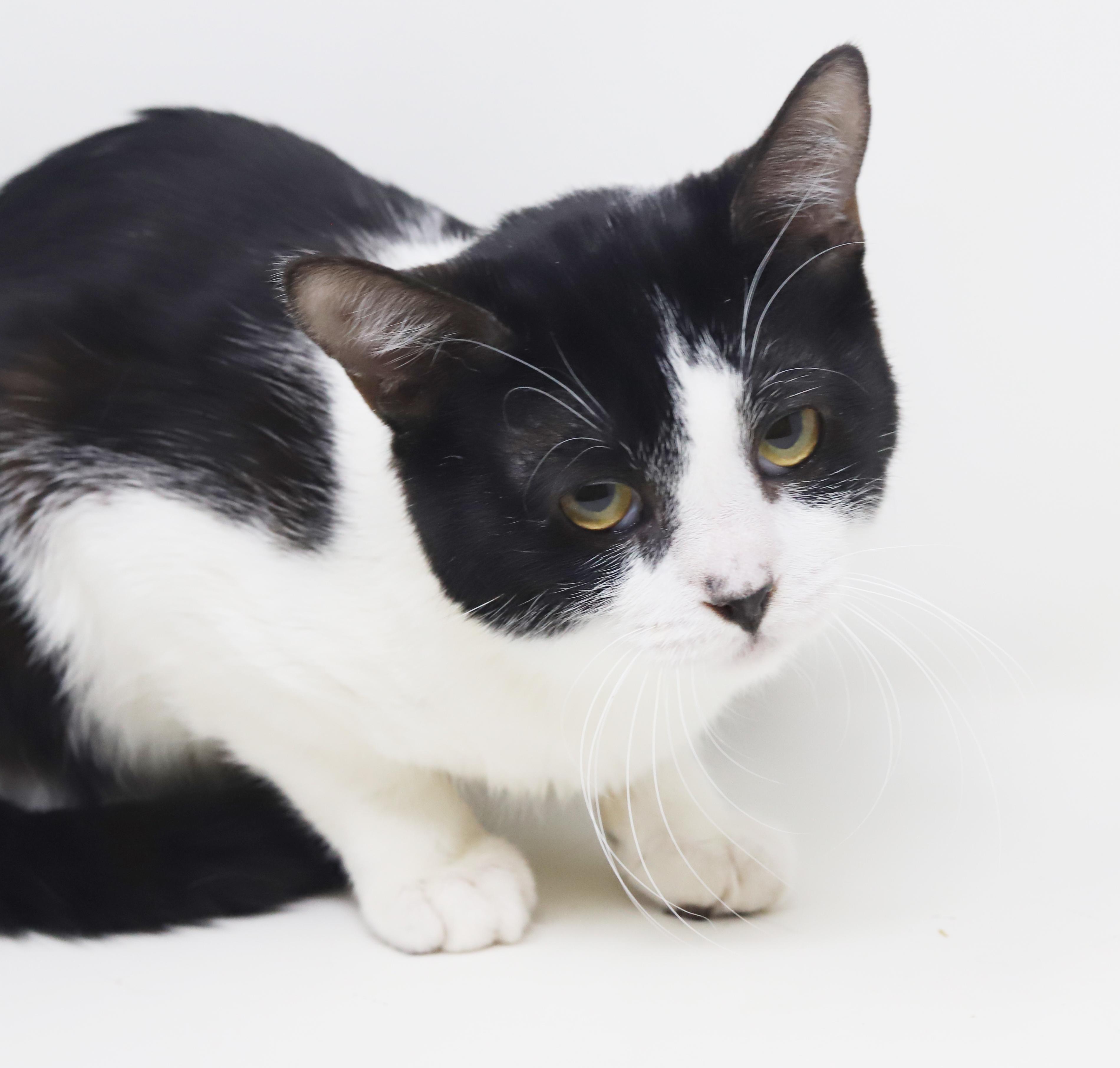 Enlarge Panda - lil' lover! So darn sweet n' cuddly!, an adopted mixed breed in Bedford Hills, NY image 6/6