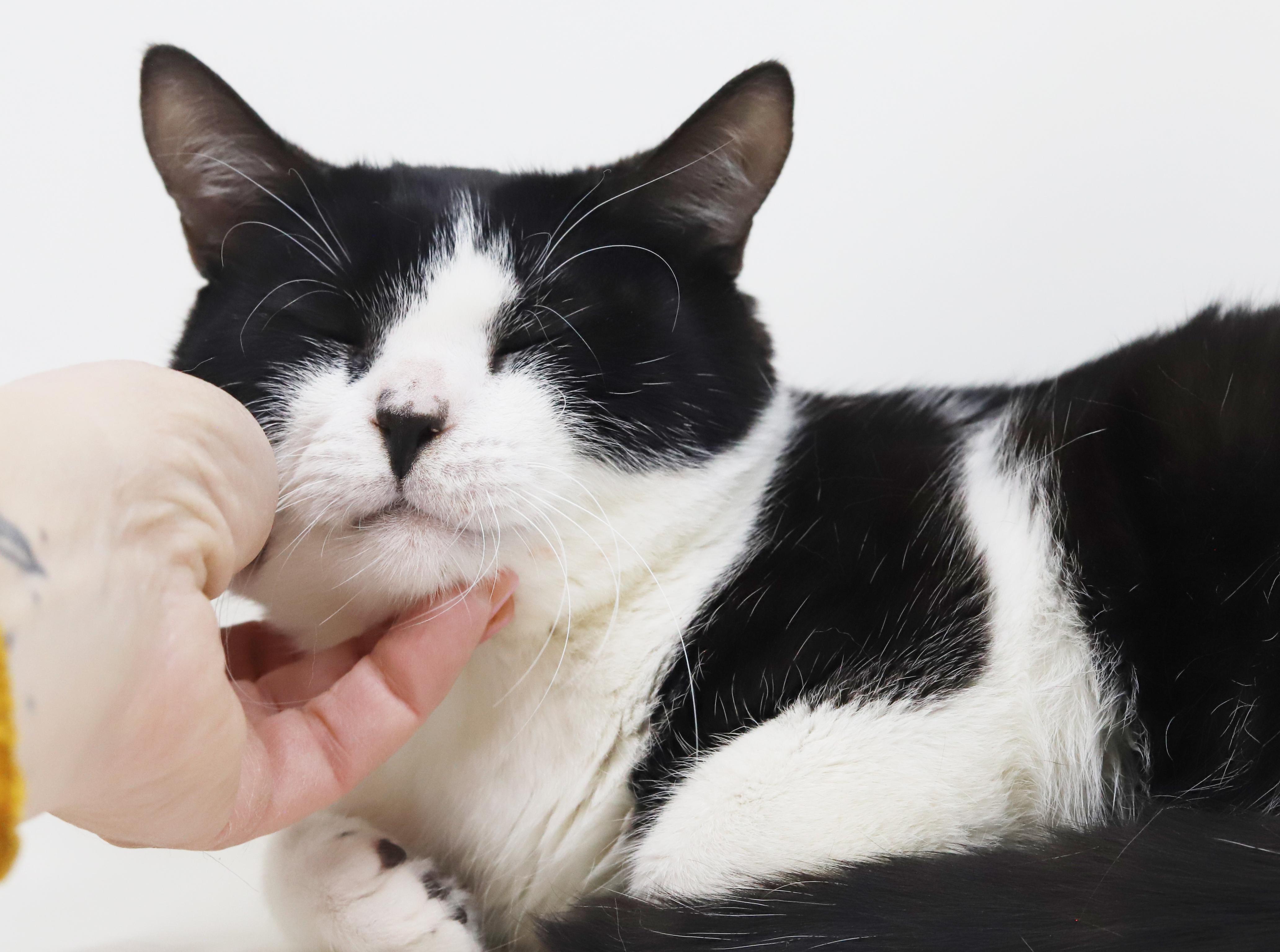 Enlarge Panda - lil' lover! So darn sweet n' cuddly!, an adopted mixed breed in Bedford Hills, NY image 3/6