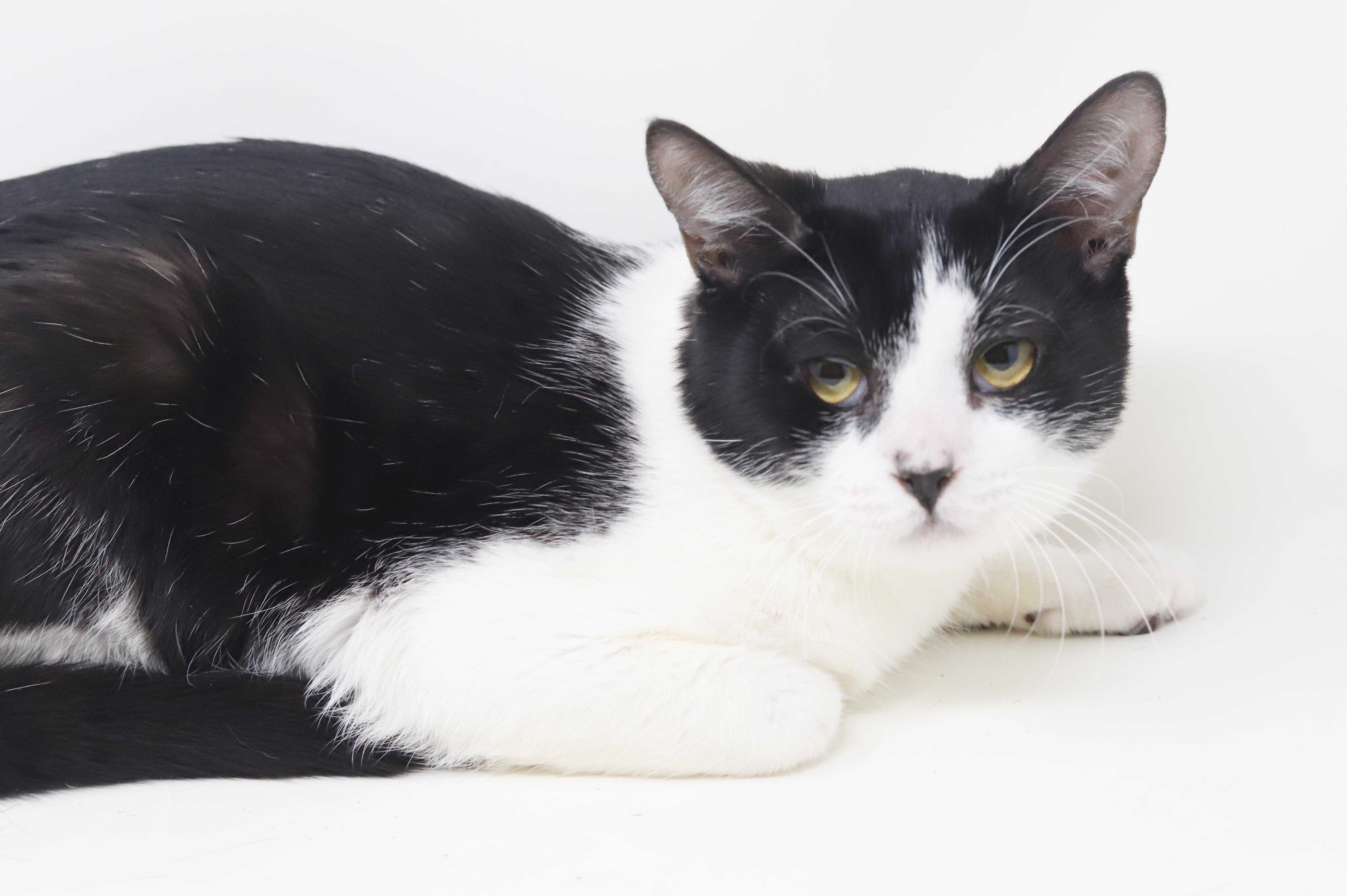 Enlarge Panda - lil' lover! So darn sweet n' cuddly!, an adopted mixed breed in Bedford Hills, NY image 5/6