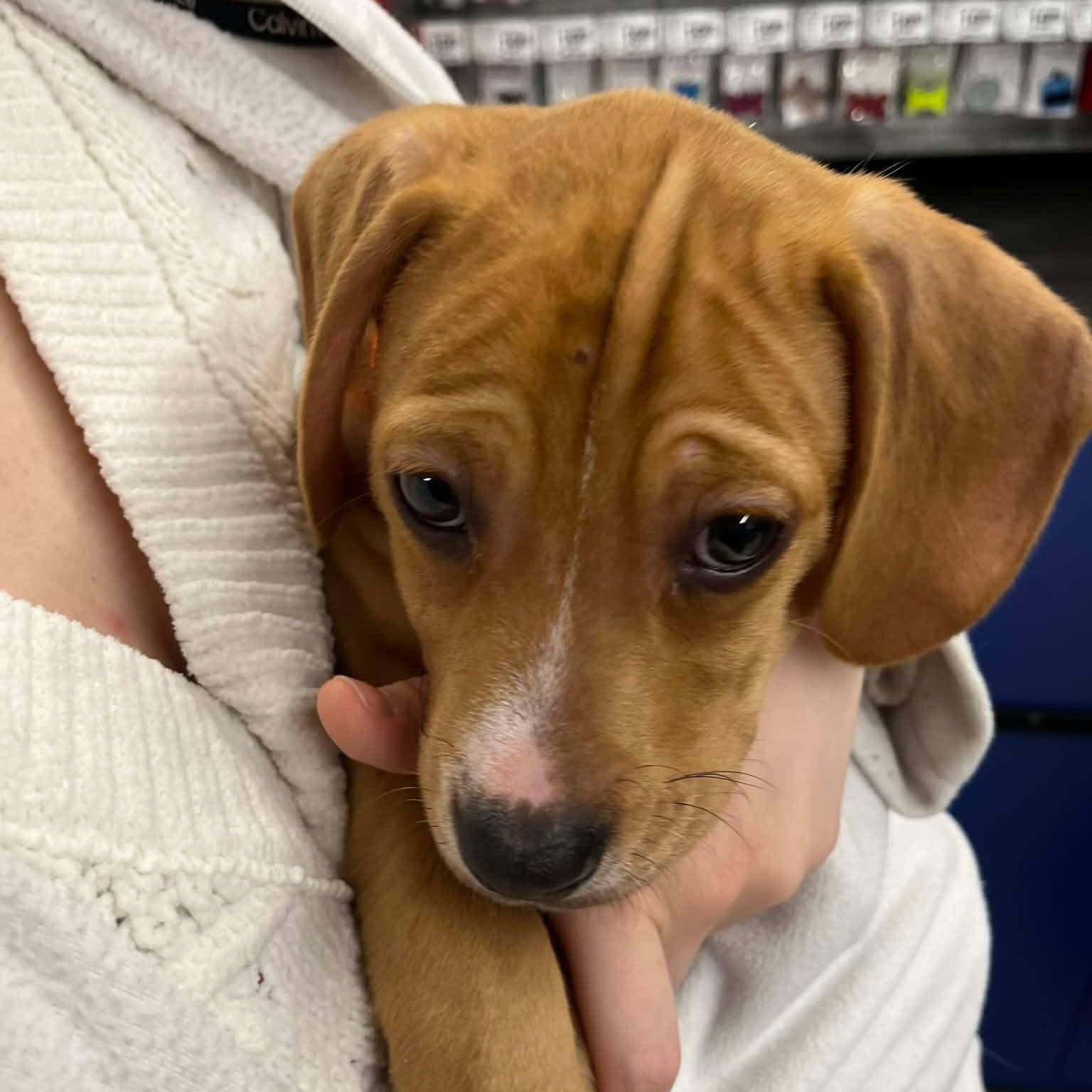 Scrappy, Adoptable, Puppy Male Beagle & Pit Bull Terrier.