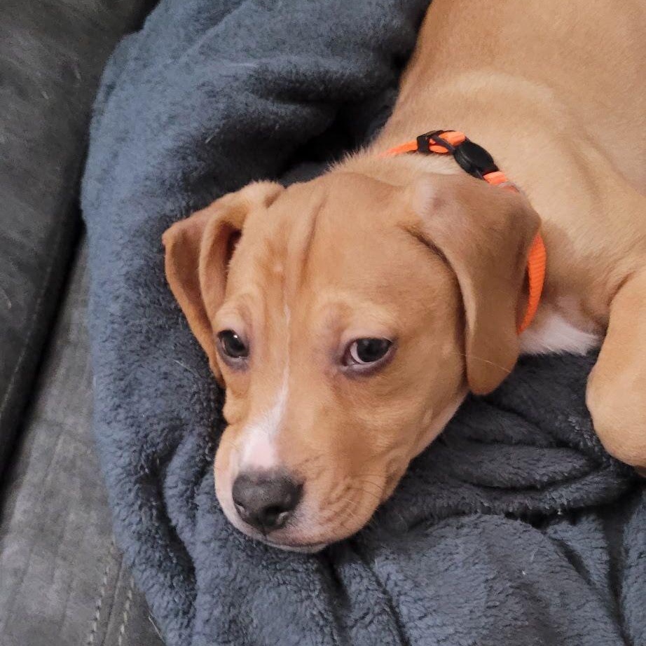 Enlarge Scrappy, an adopted mixed breed in Midland, MI image 2/3