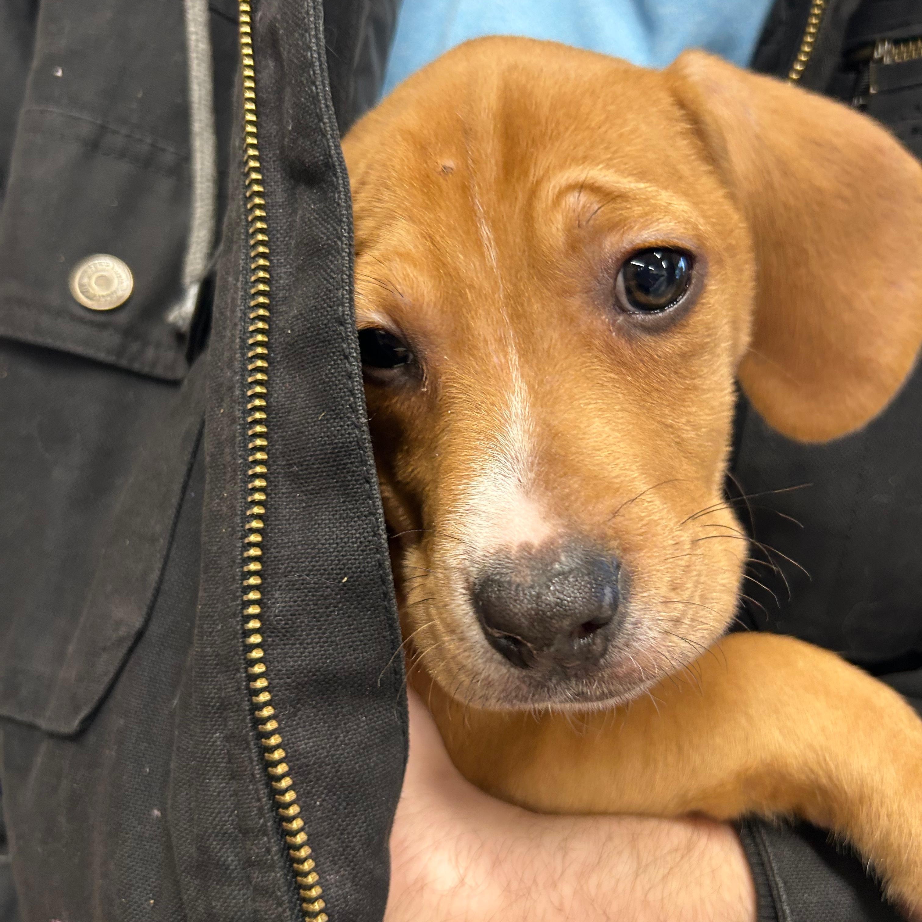 Enlarge Scrappy, an adopted mixed breed in Midland, MI image 3/3