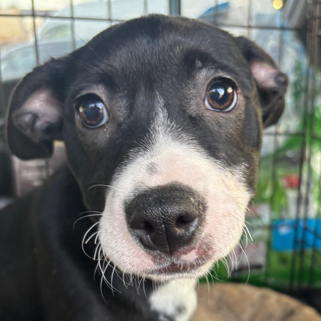 Mira — thumbnail 2