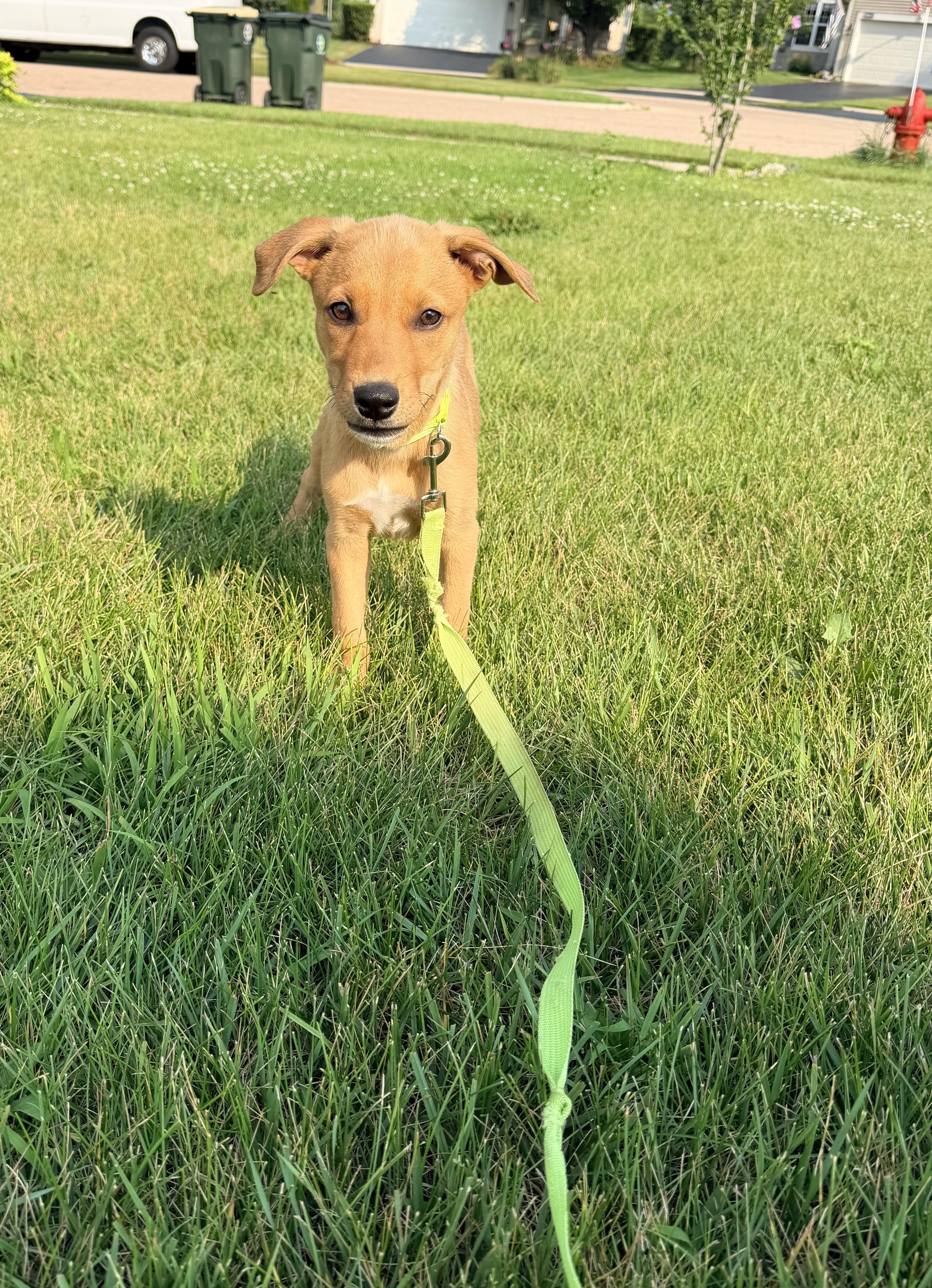 Dil, a Adoptable mixed breed in Oswego, IL image 2/6