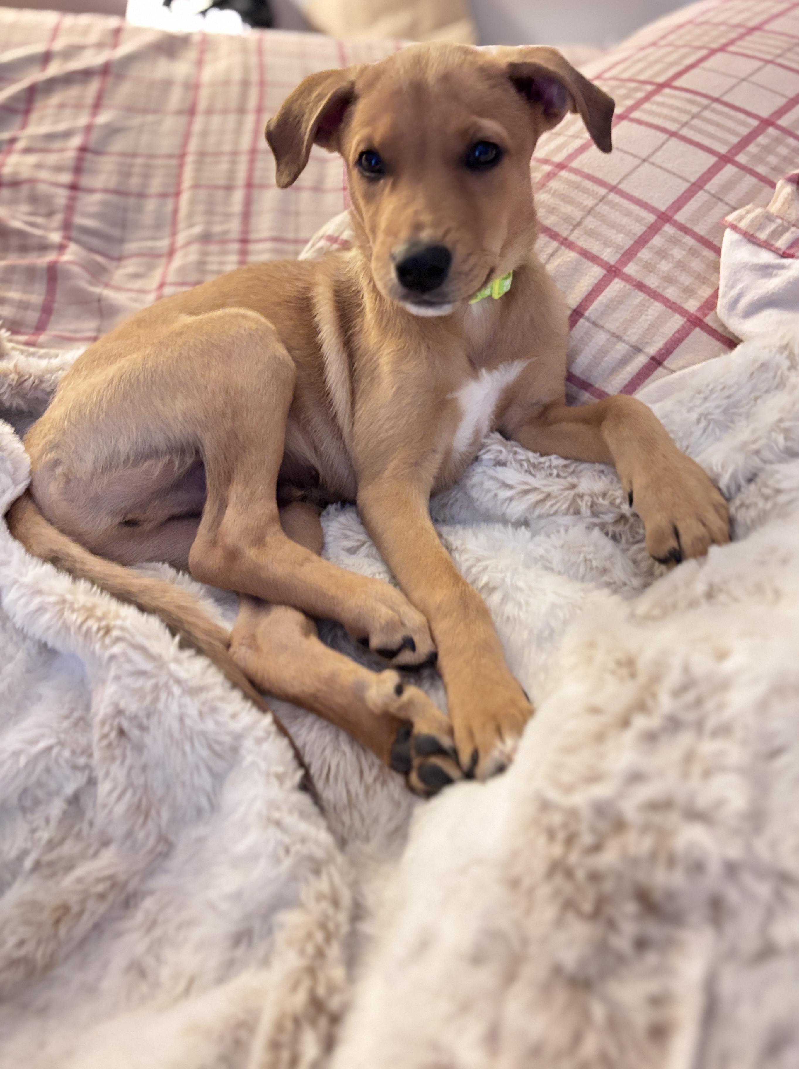 Dil, a Adoptable mixed breed in Oswego, IL image 4/6