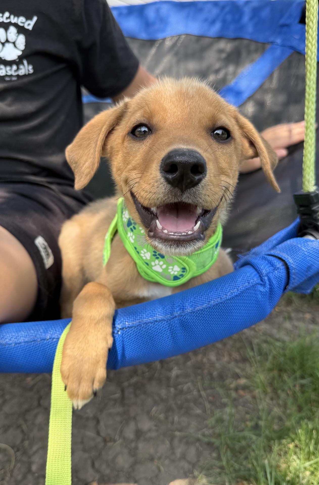 Dil, a Adoptable mixed breed in Oswego, IL image 6/6
