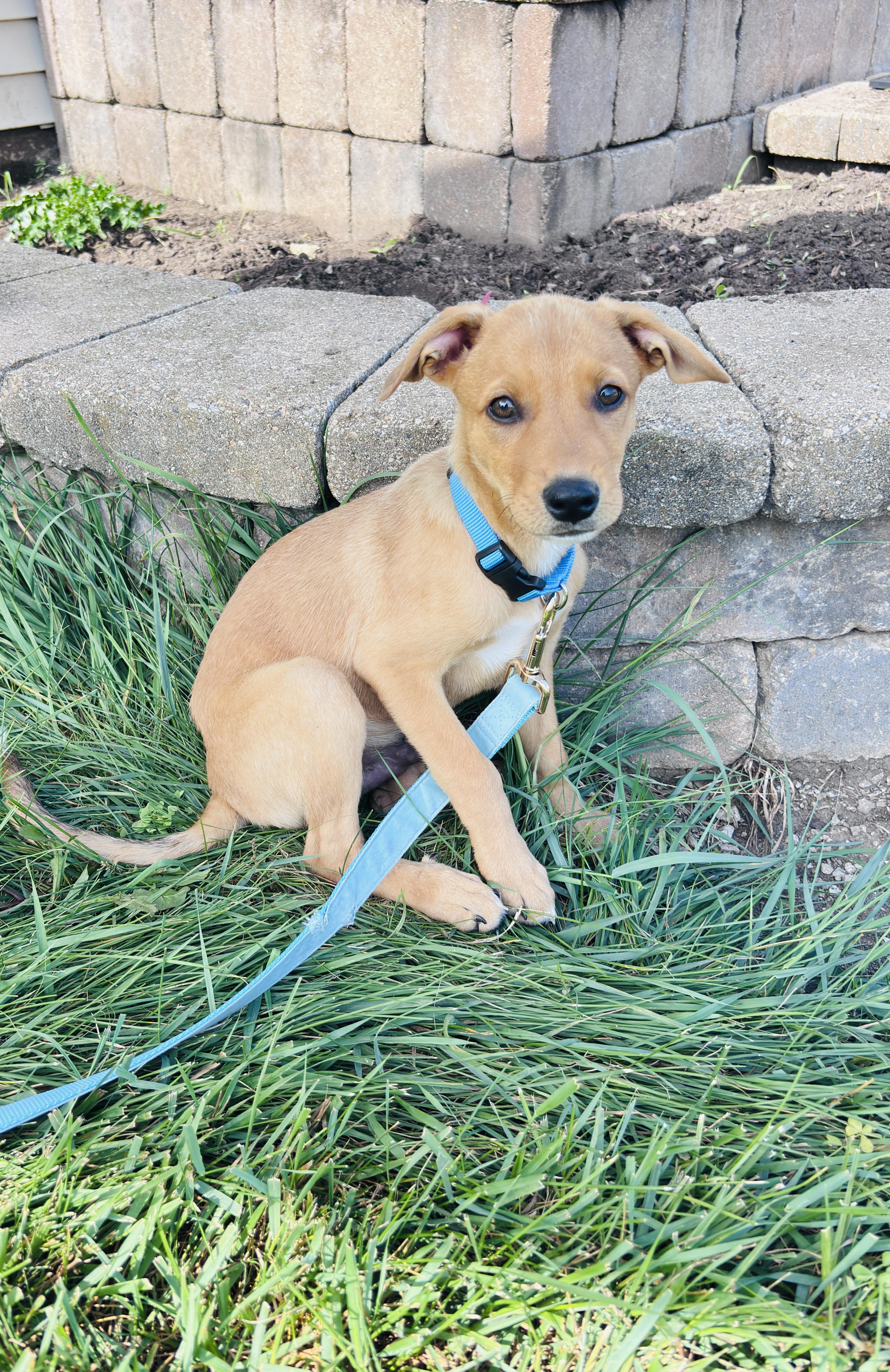 Dil, a Adoptable mixed breed in Oswego, IL image 1/6