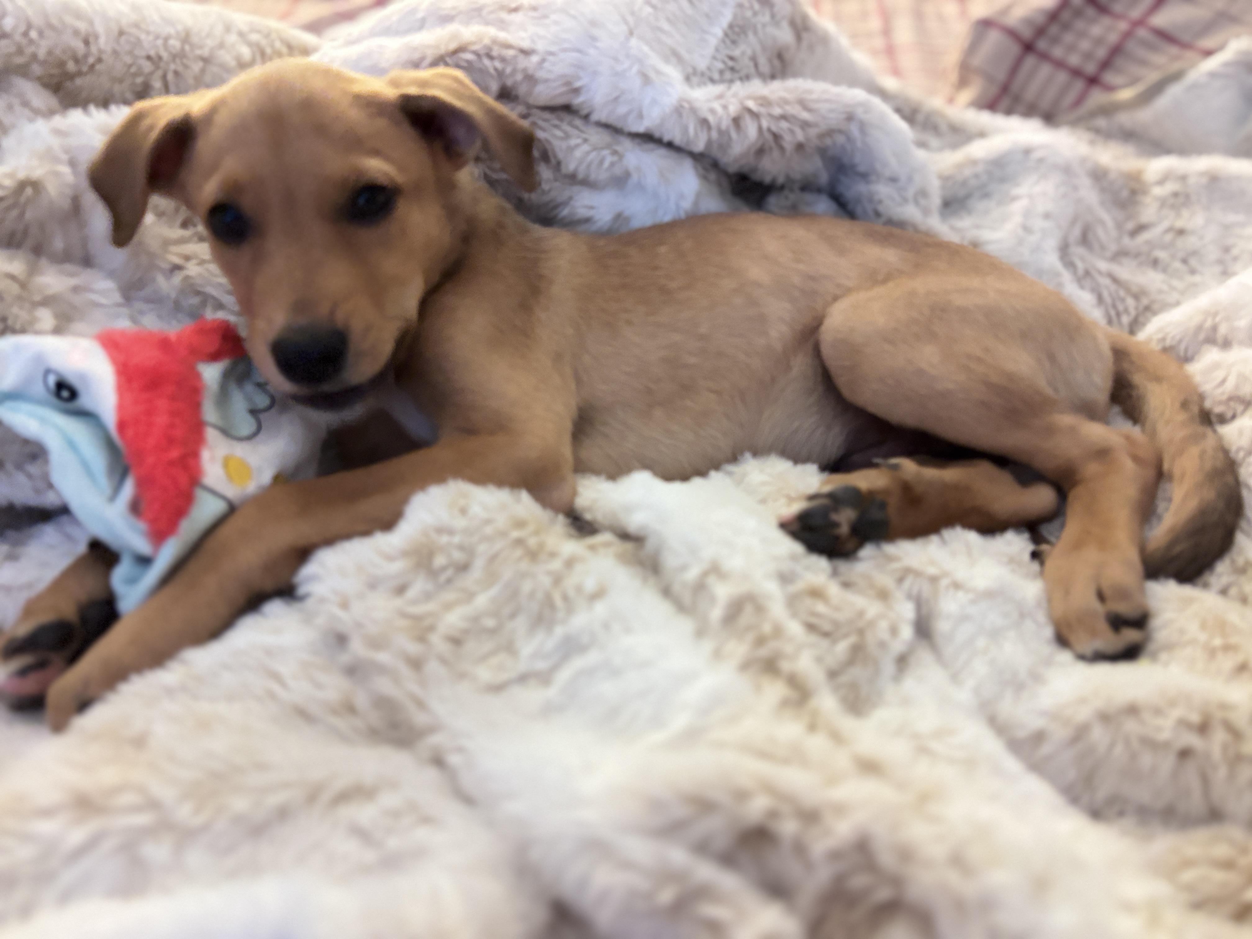 Dil, a Adoptable mixed breed in Oswego, IL image 5/6