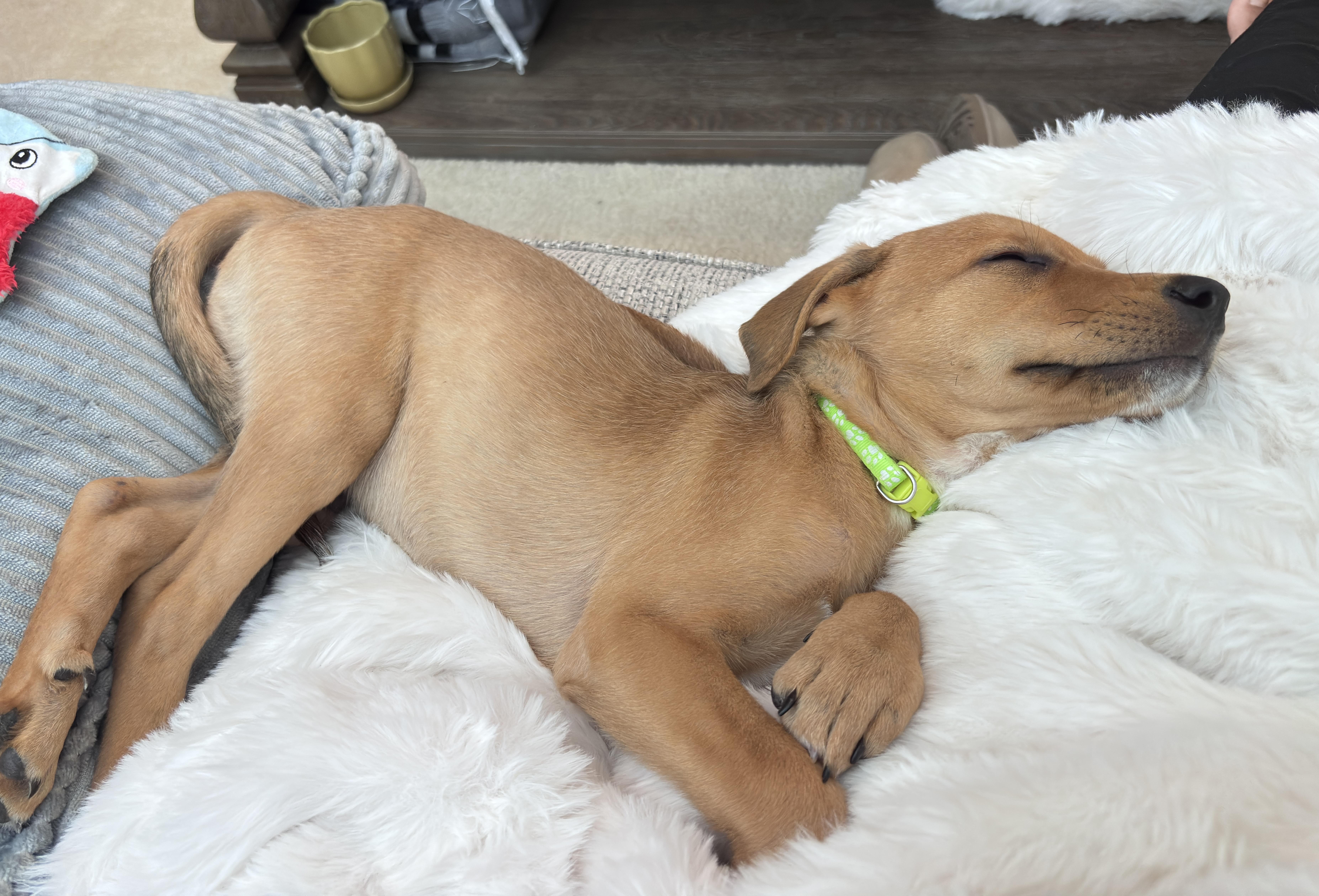 Dil, a Adoptable mixed breed in Oswego, IL image 3/6