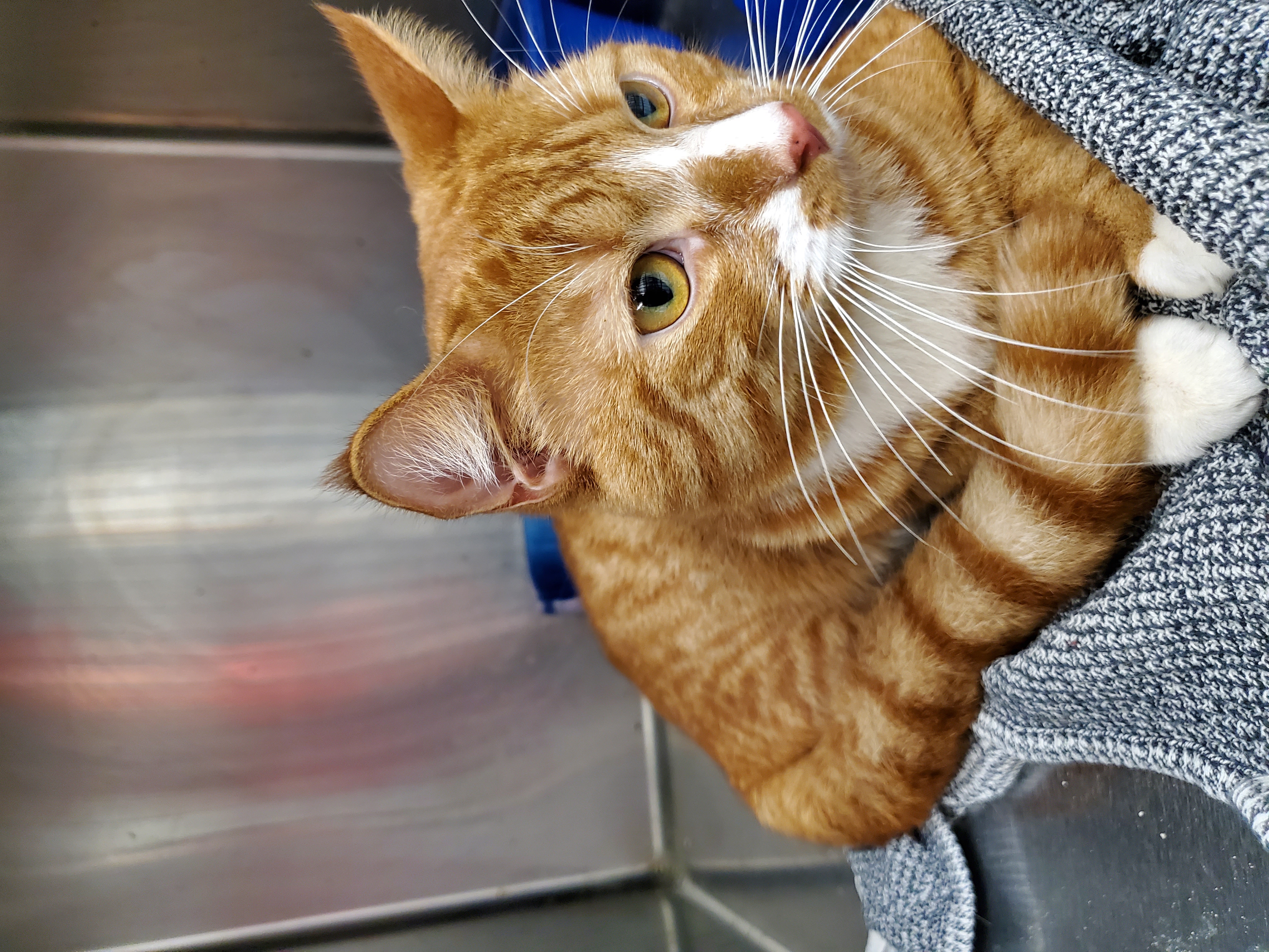 Mufusa, Adoptable, Adult Male Domestic Short Hair.