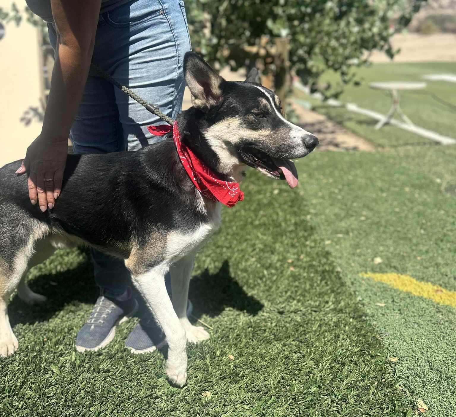 Enlarge Benji , a ADOPTABLE mixed breed in Arleta , CA image 4/6