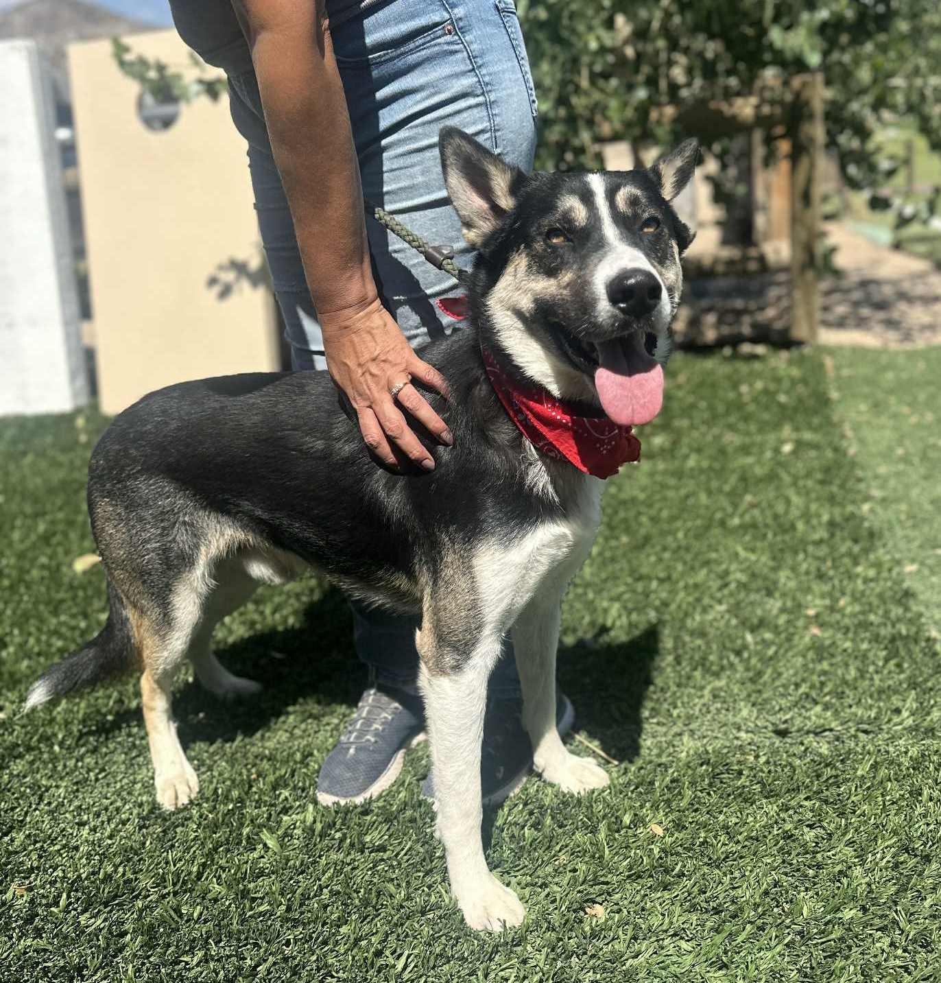 Enlarge Benji , a ADOPTABLE mixed breed in Arleta , CA image 2/6