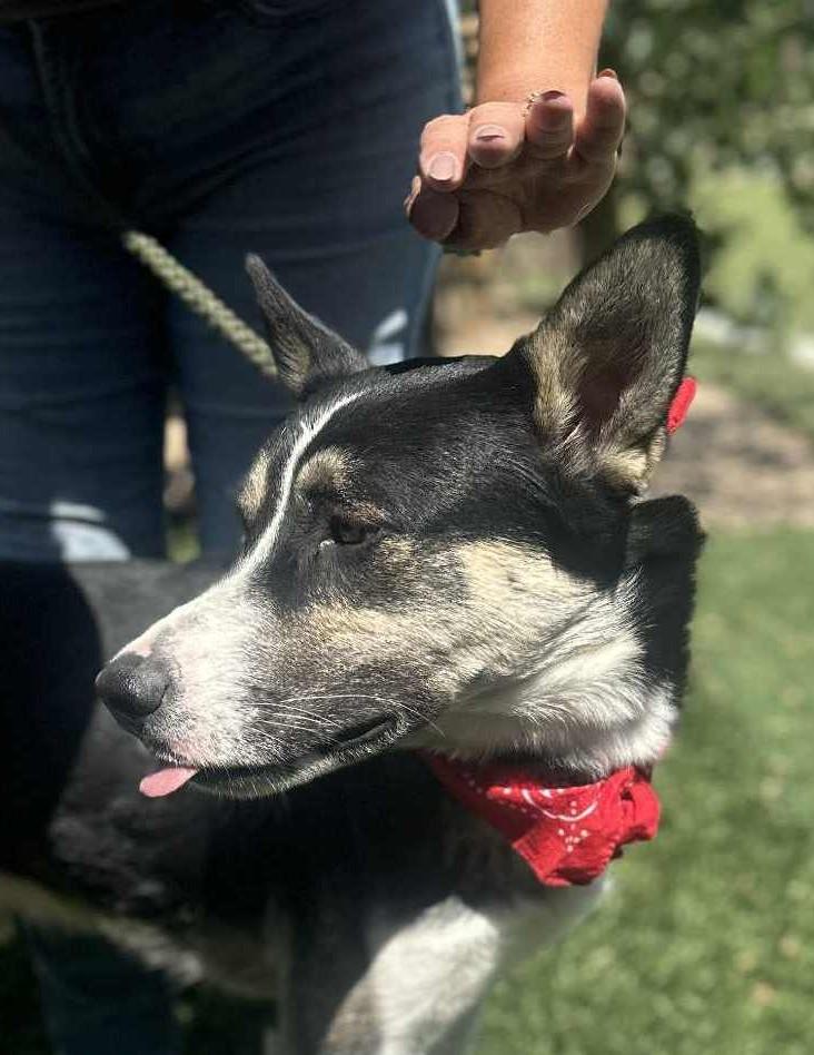 Enlarge Benji , a ADOPTABLE mixed breed in Arleta , CA image 3/6