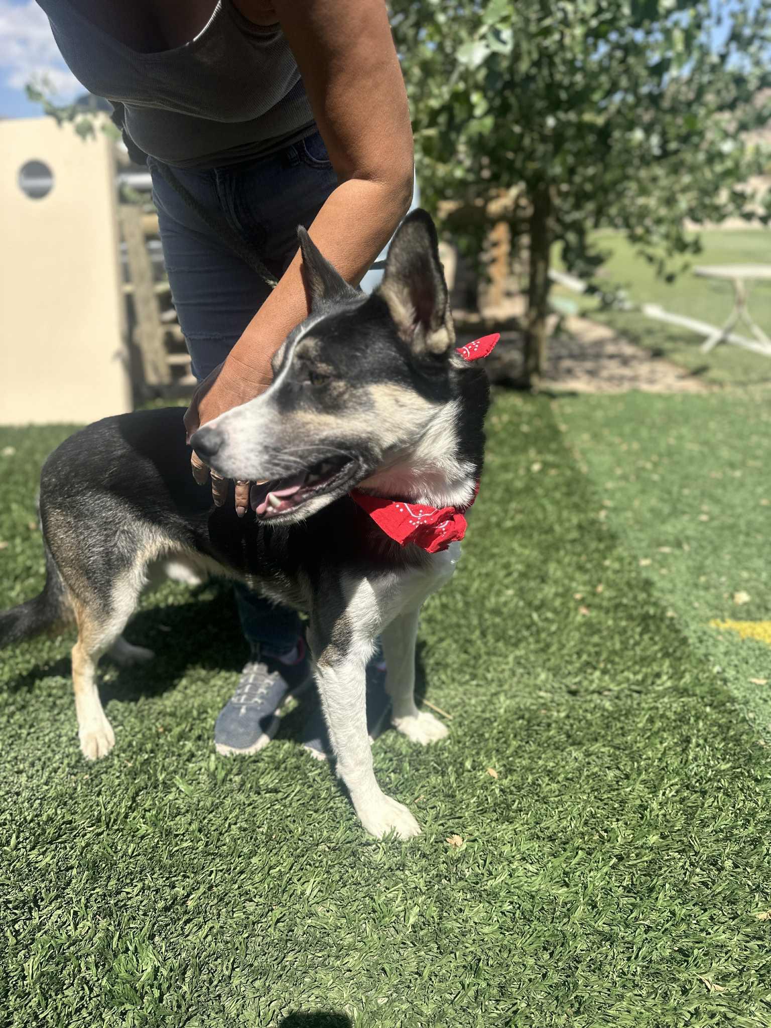 Enlarge Benji , a ADOPTABLE mixed breed in Arleta , CA image 6/6