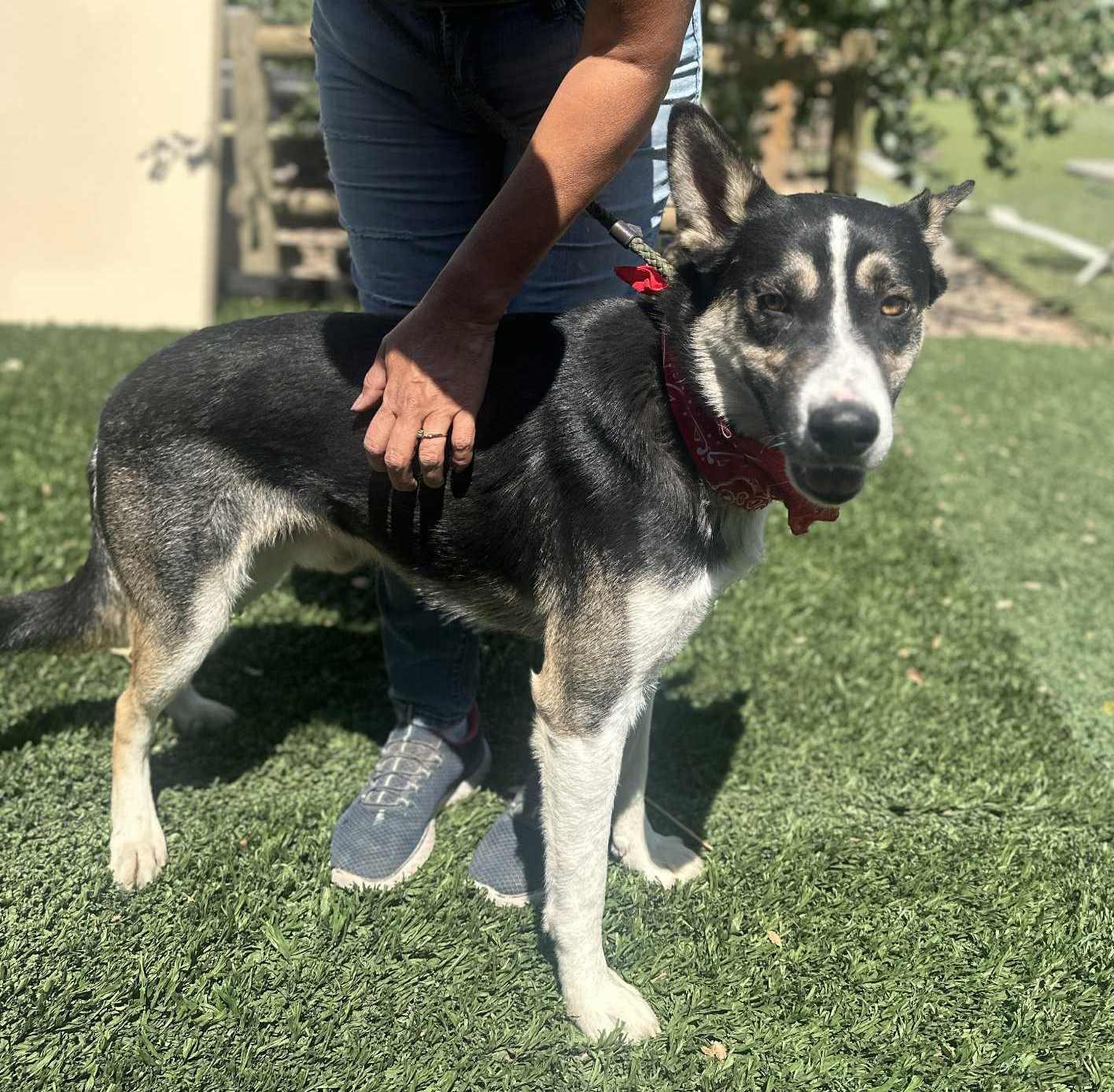 Enlarge Benji , a ADOPTABLE mixed breed in Arleta , CA image 5/6