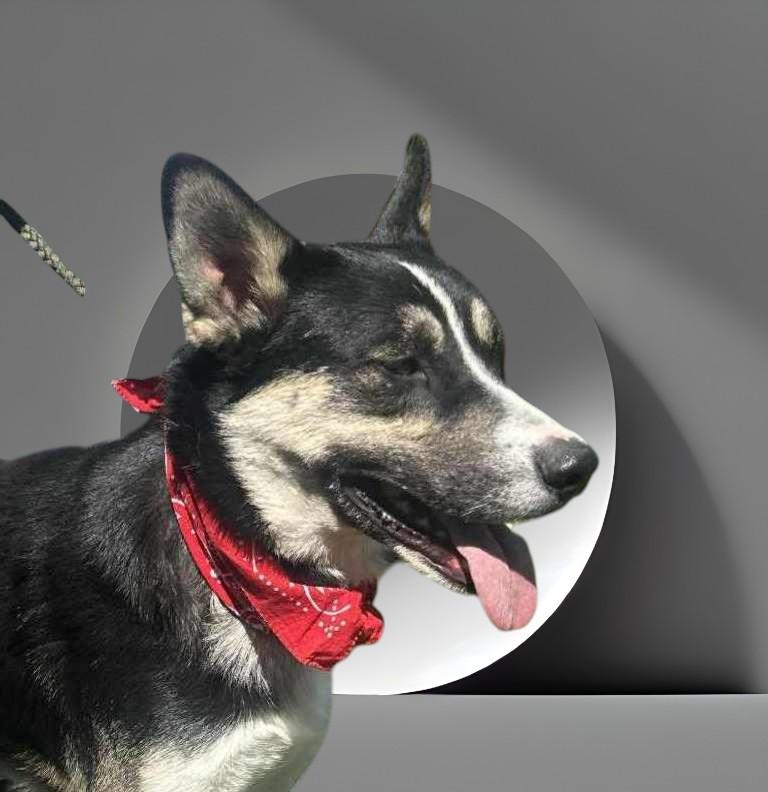 Benji , ADOPTABLE, Adult Male Siberian Husky & Shepherd.