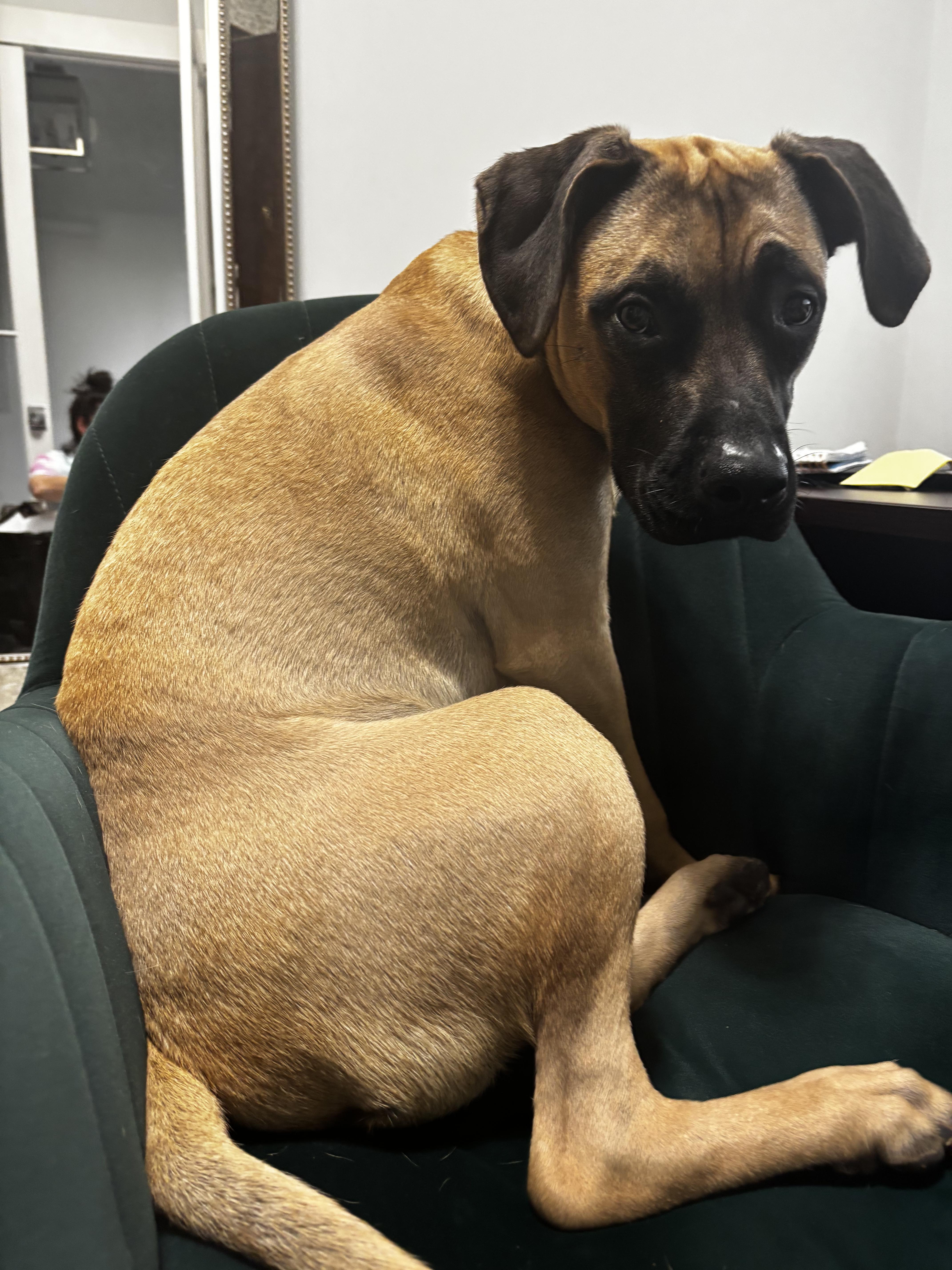 Enlarge Alpha, a Adoptable mixed breed in Cornelius, NC image 4/4