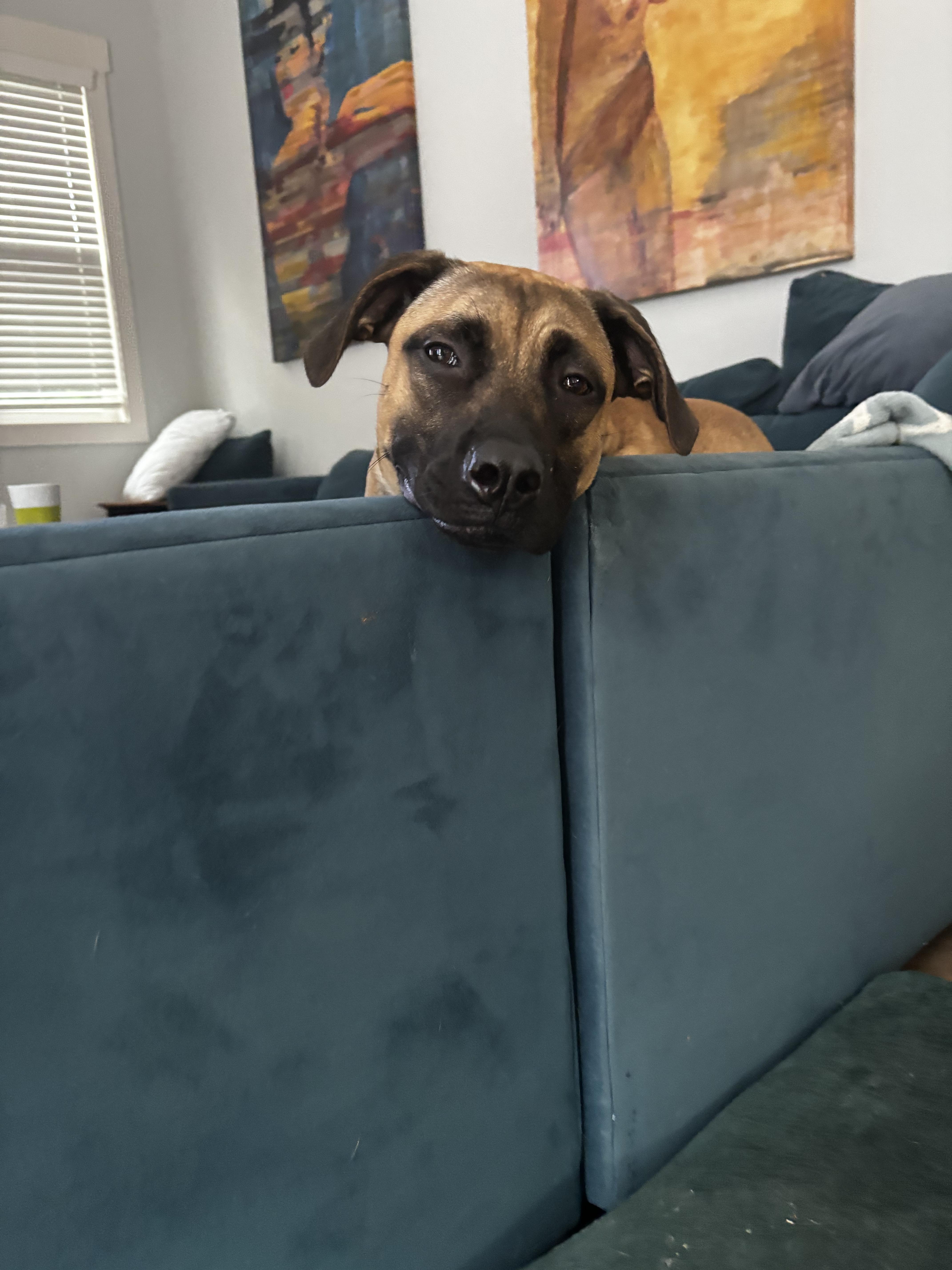 Enlarge Alpha, a Adoptable mixed breed in Cornelius, NC image 2/4