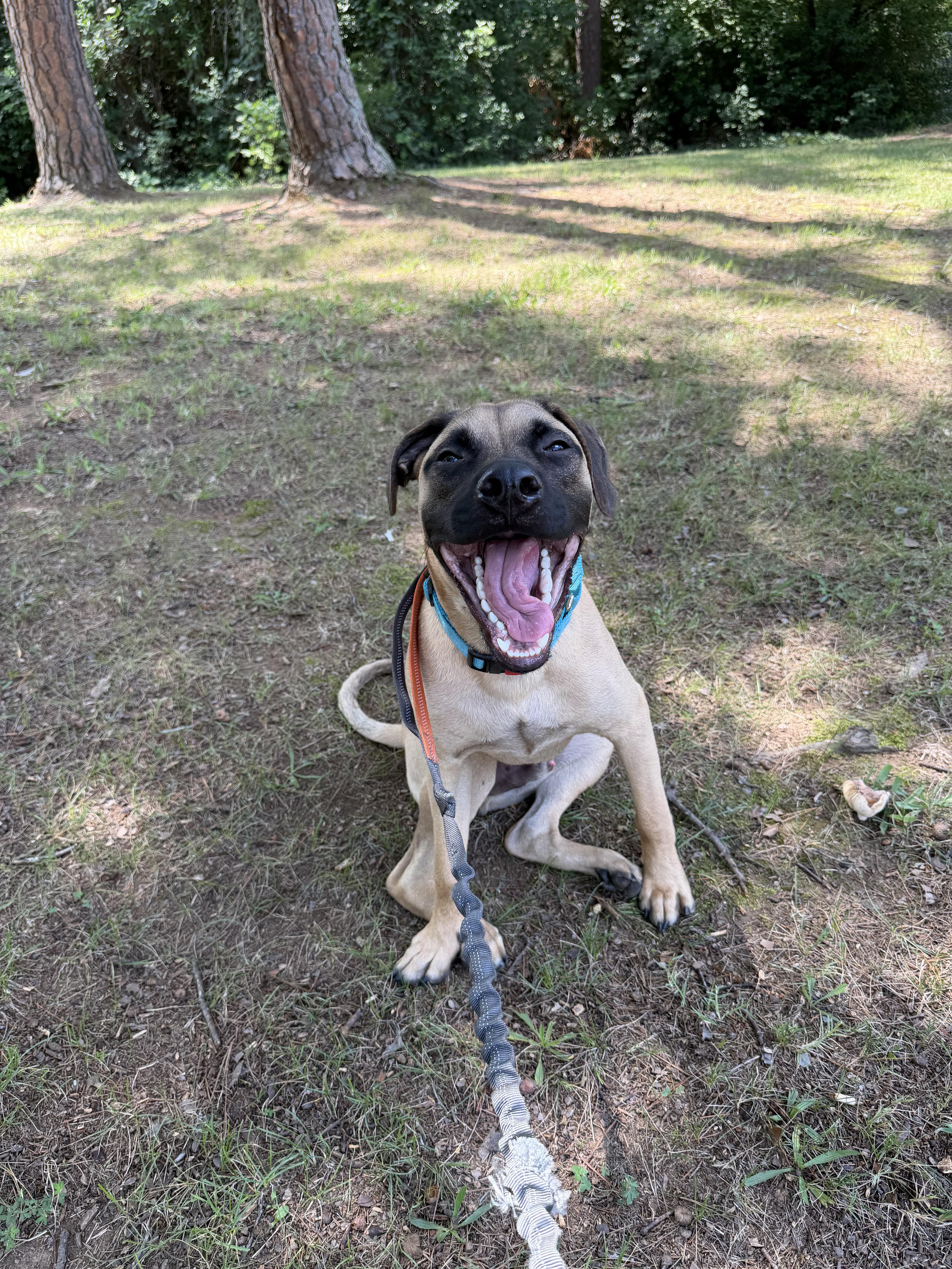 Enlarge Alpha, a Adoptable mixed breed in Cornelius, NC image 3/4