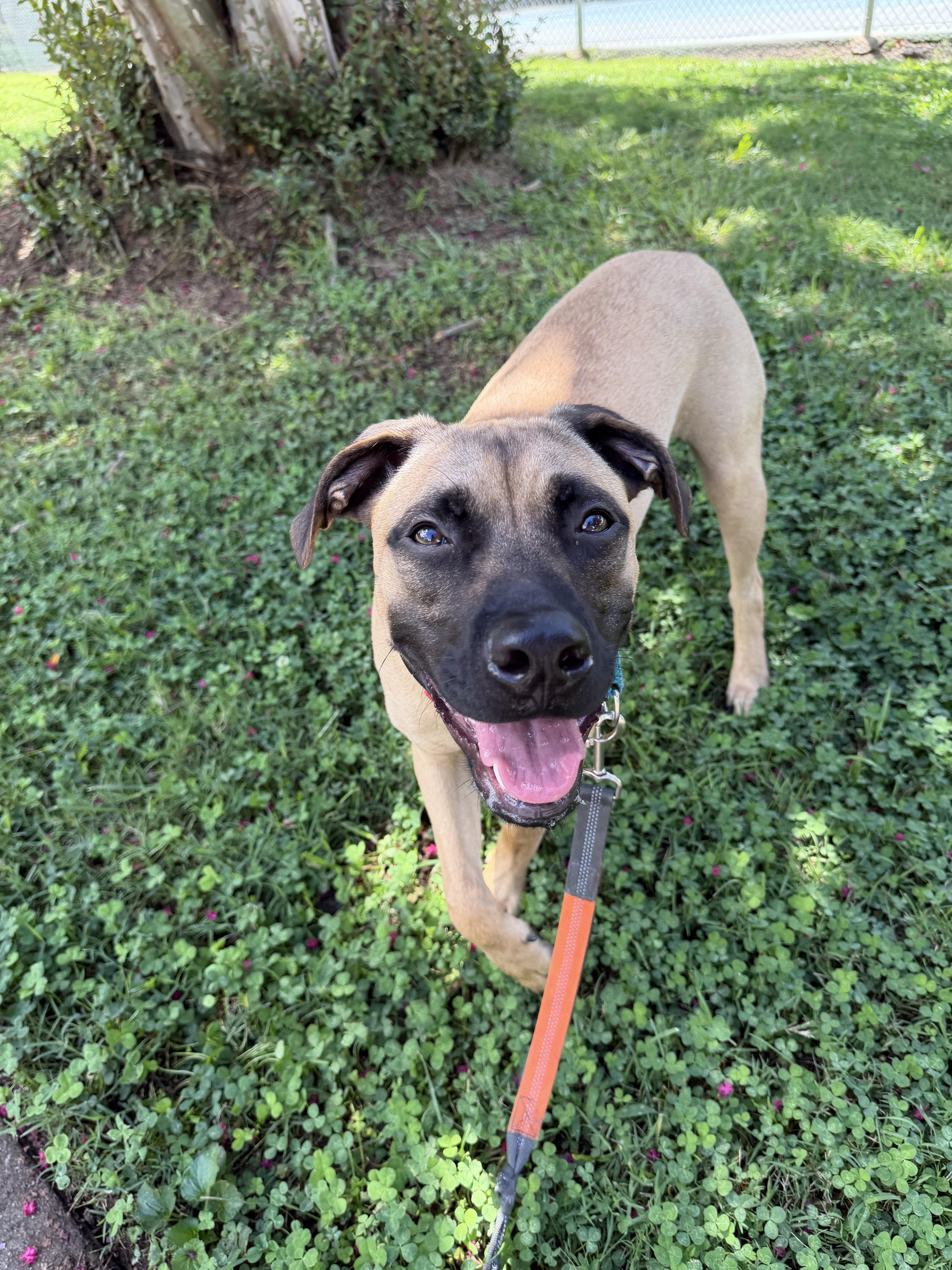 Enlarge Alpha, a Adoptable mixed breed in Cornelius, NC image 1/4