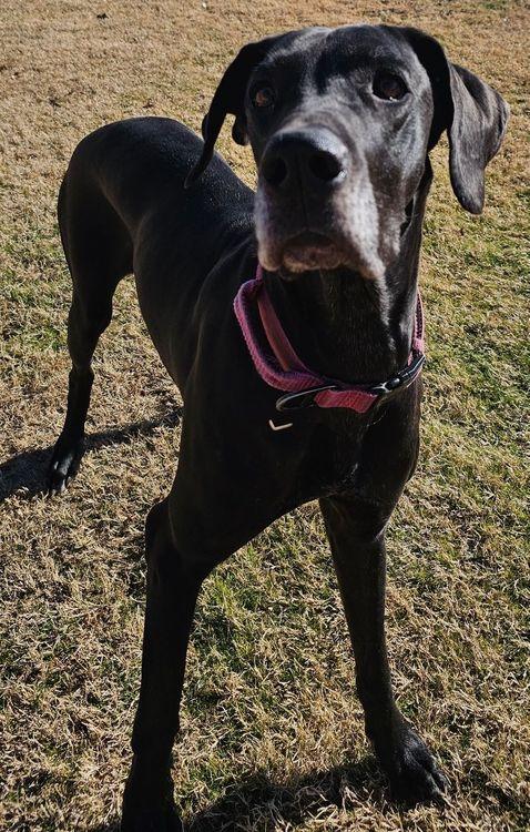 Enlarge Cami, a ADOPTABLE Great Dane in Larkspur, CO image 3/4