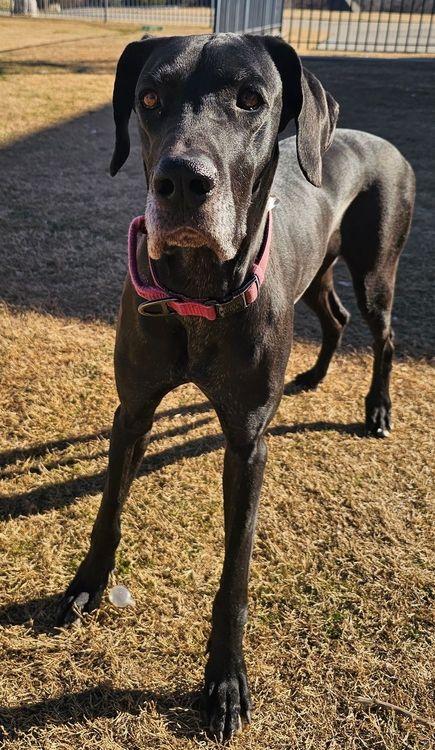 Enlarge Cami, a ADOPTABLE Great Dane in Larkspur, CO image 1/4