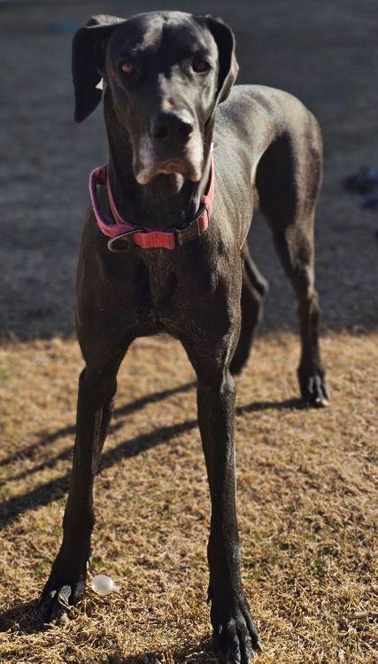Enlarge Cami, a ADOPTABLE Great Dane in Larkspur, CO image 2/4