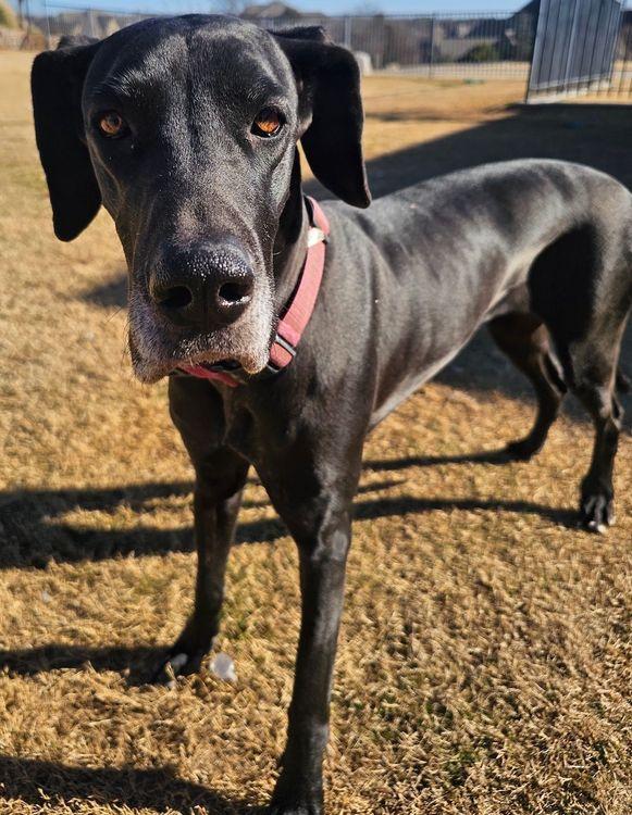 Enlarge Cami, a ADOPTABLE Great Dane in Larkspur, CO image 4/4