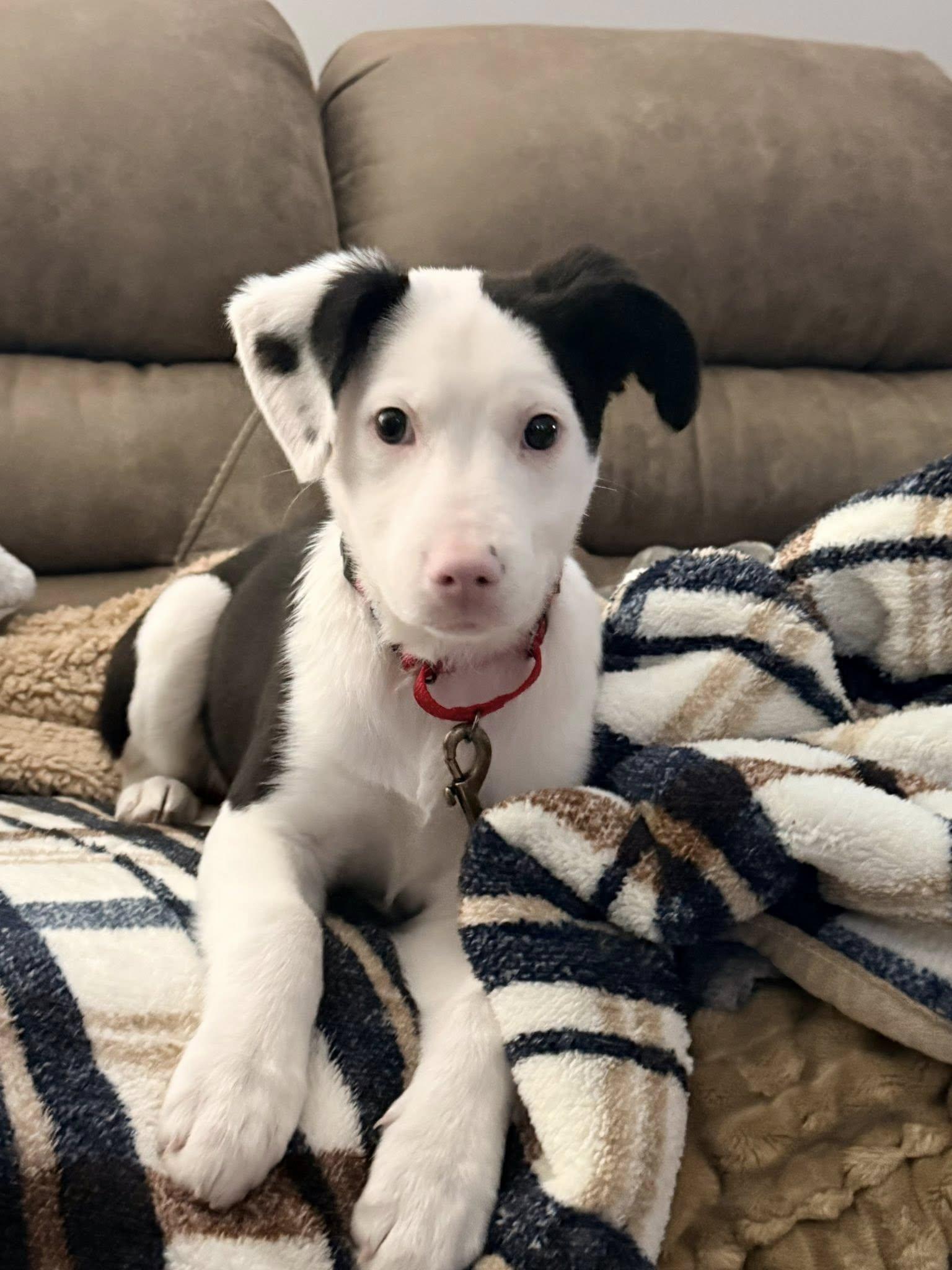 Sienna, adopted, Young Female Collie.