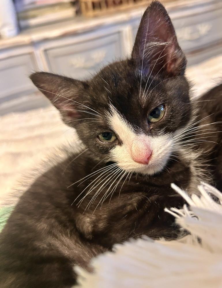 Enlarge Chive, a Adoptable mixed breed in Bellingham, WA image 2/6
