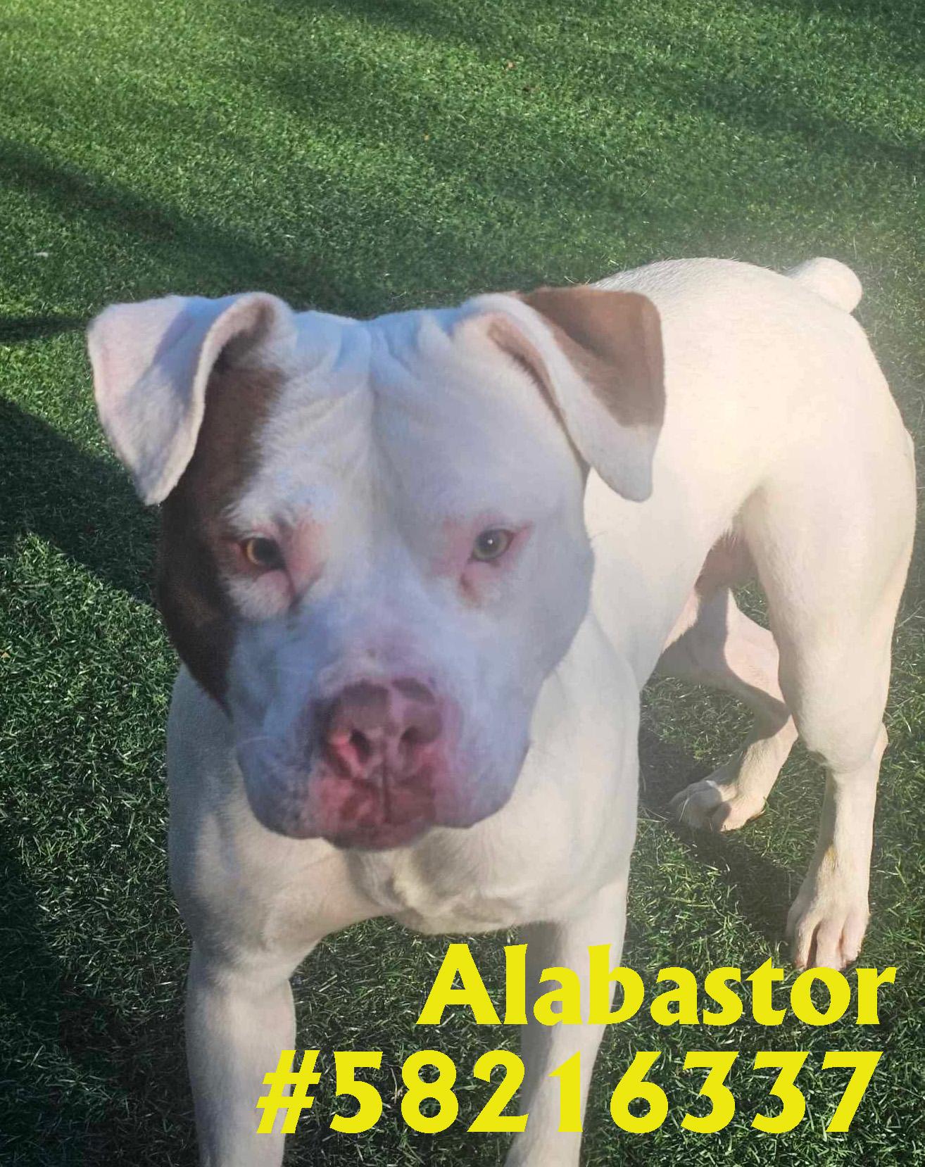 Alabastor