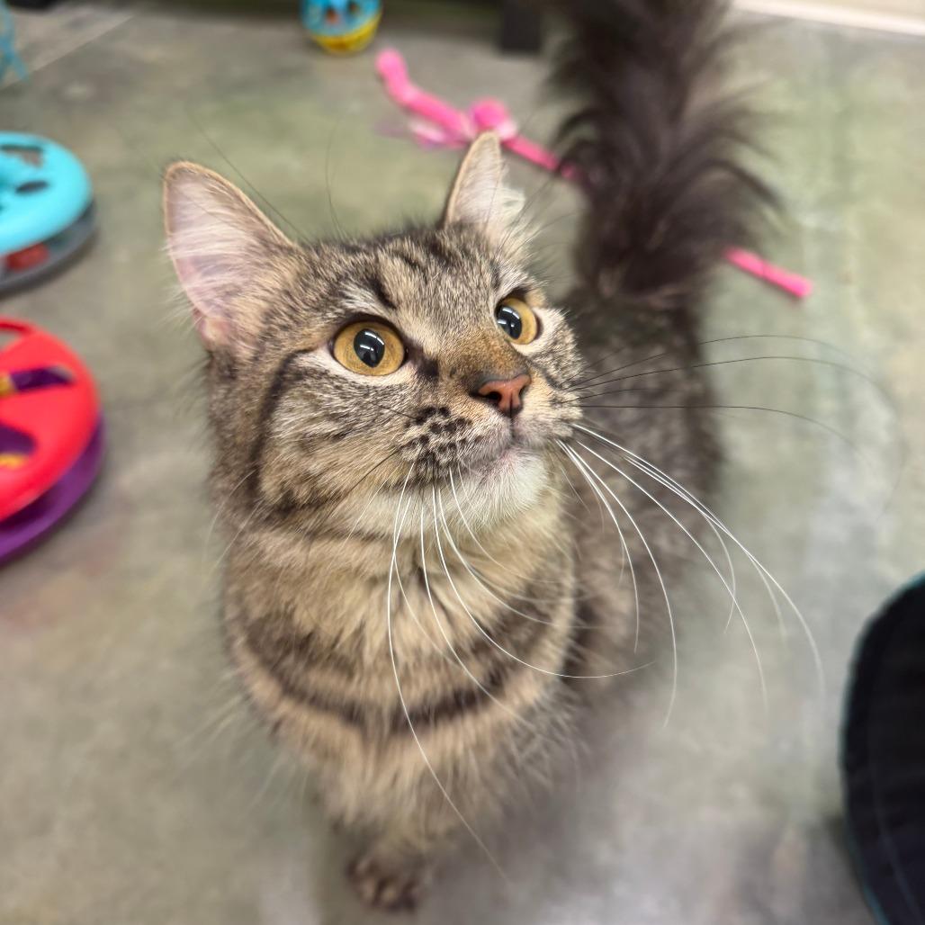 Gigi, Adoptable, Young Female Domestic Medium Hair.