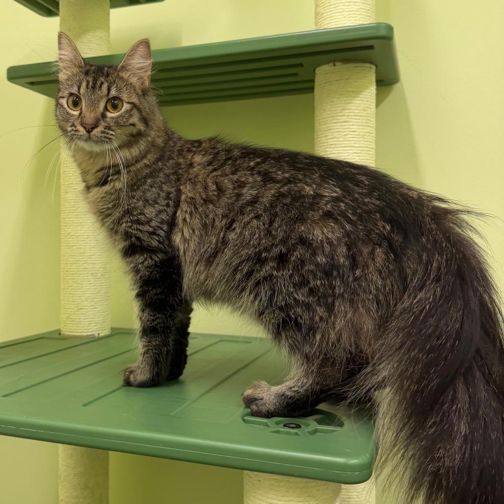 Enlarge Gigi, a Adoptable Domestic Medium Hair in Manhattan, KS image 2/4