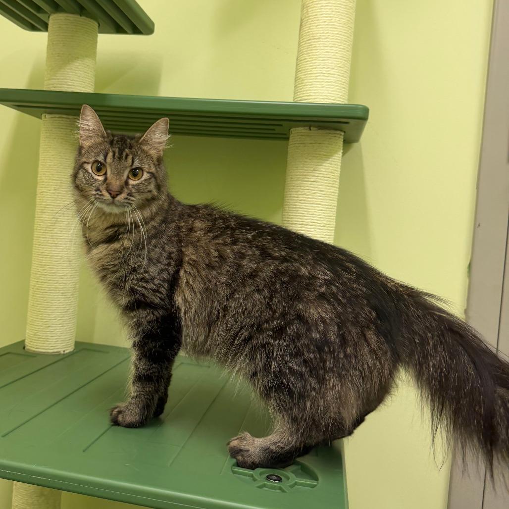 Enlarge Gigi, a Adoptable Domestic Medium Hair in Manhattan, KS image 3/4