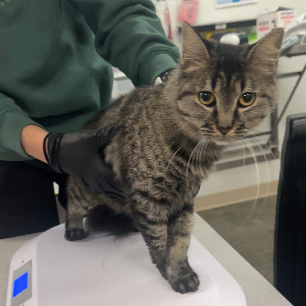 Enlarge Gigi, a Adoptable Domestic Medium Hair in Manhattan, KS image 4/4