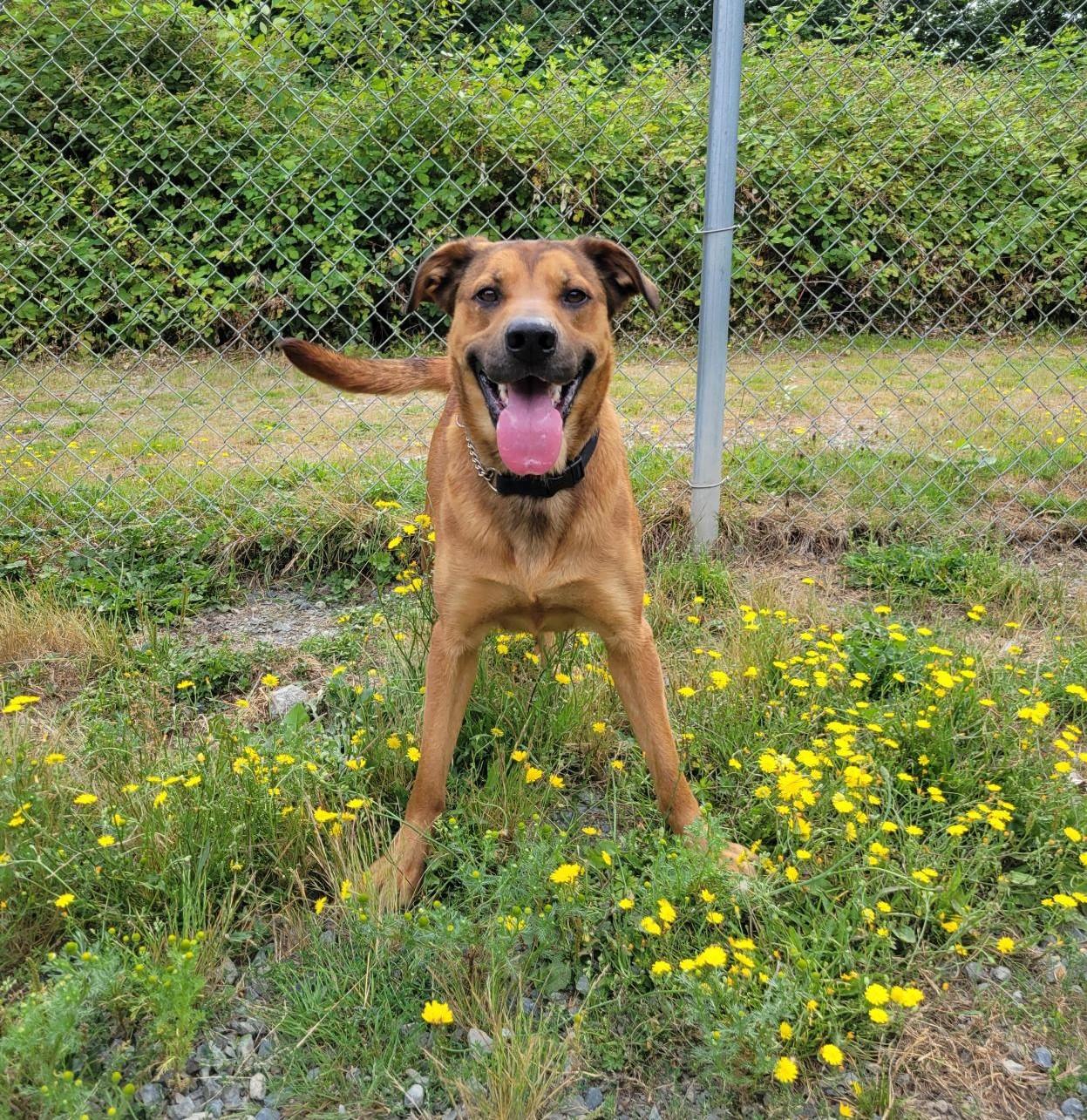 Shadow 40223 (Approx. 2 Years Old), ADOPTABLE, Adult Female Labrador Retriever & Shepherd.