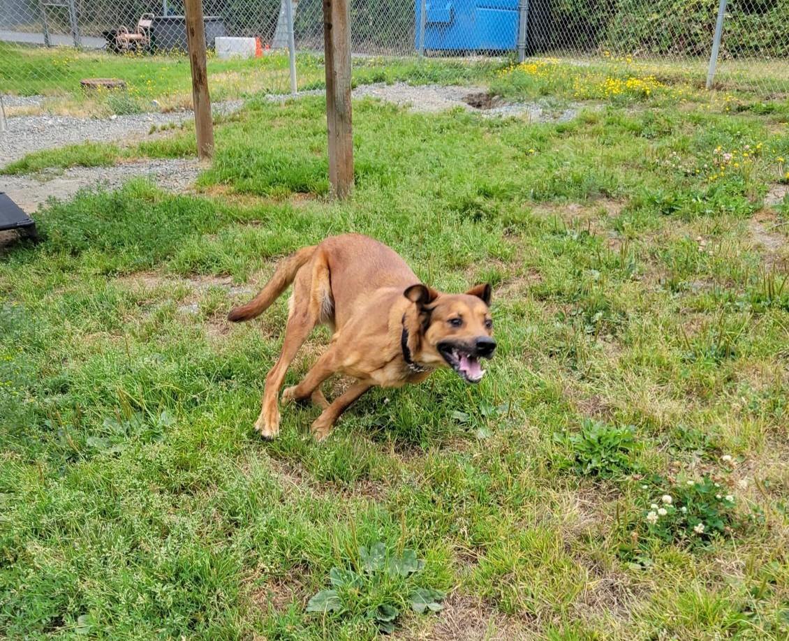Shadow 40223 (Approx. 2 Years Old), a ADOPTABLE mixed breed in Langley, BC image 5/5