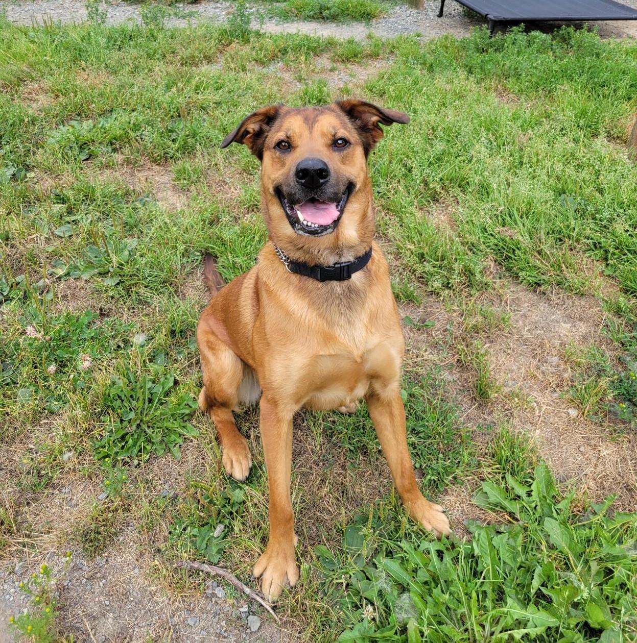 Shadow 40223 (Approx. 2 Years Old), a ADOPTABLE mixed breed in Langley, BC image 2/5