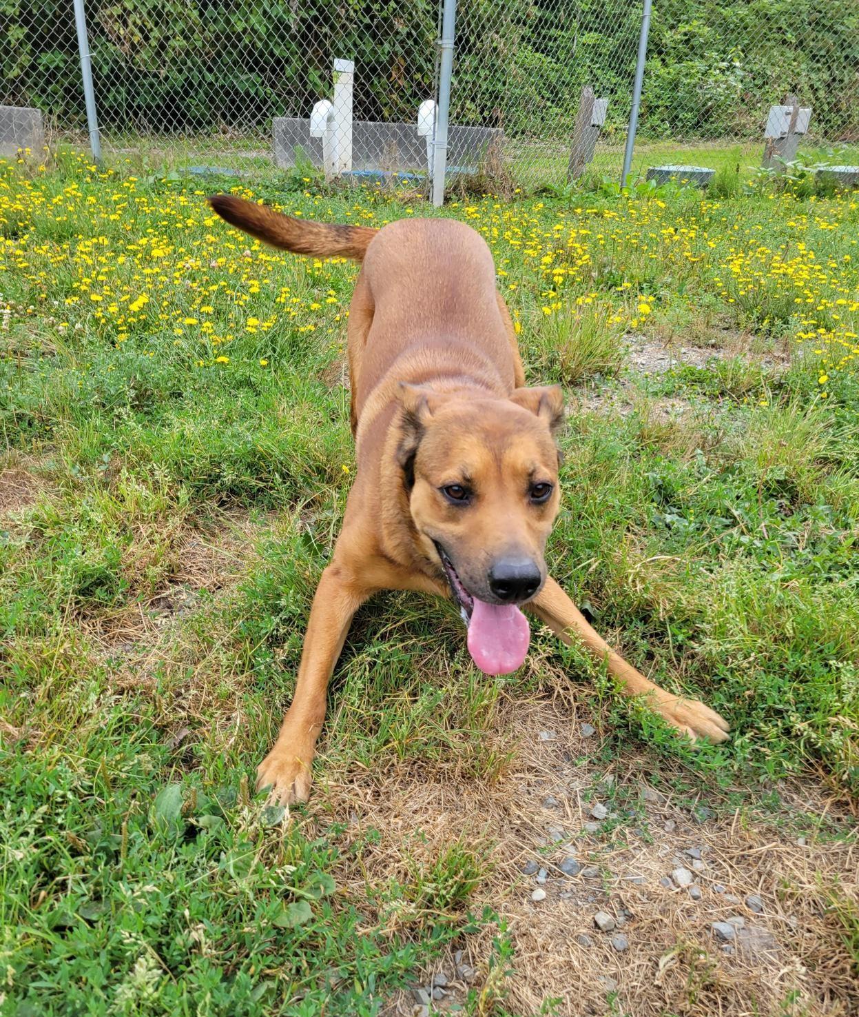 Shadow 40223 (Approx. 2 Years Old), a ADOPTABLE mixed breed in Langley, BC image 4/5