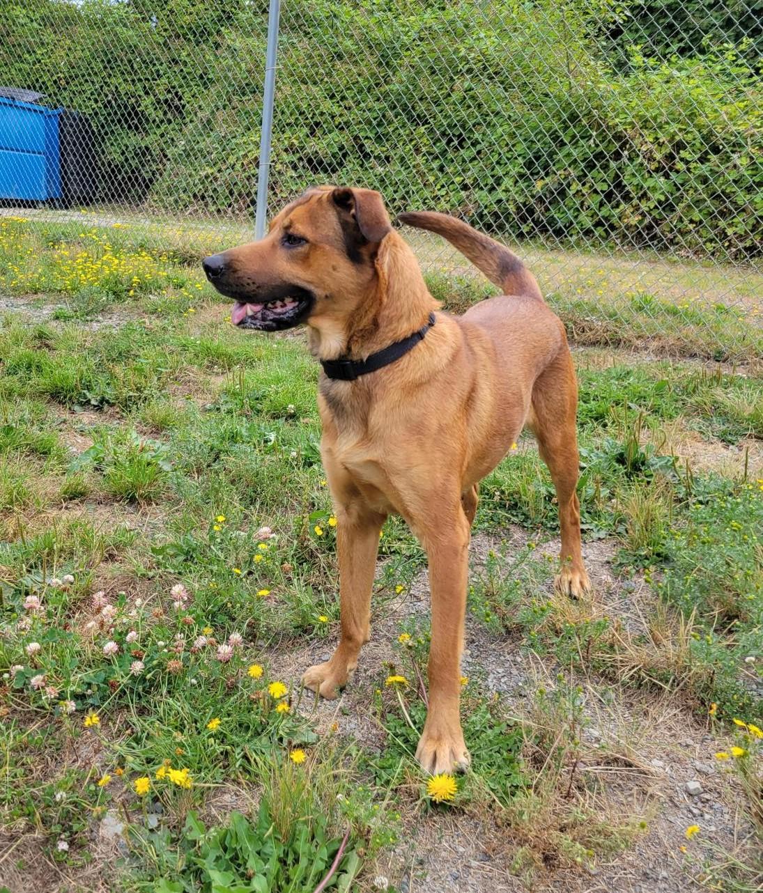 Shadow 40223 (Approx. 2 Years Old), a ADOPTABLE mixed breed in Langley, BC image 3/5