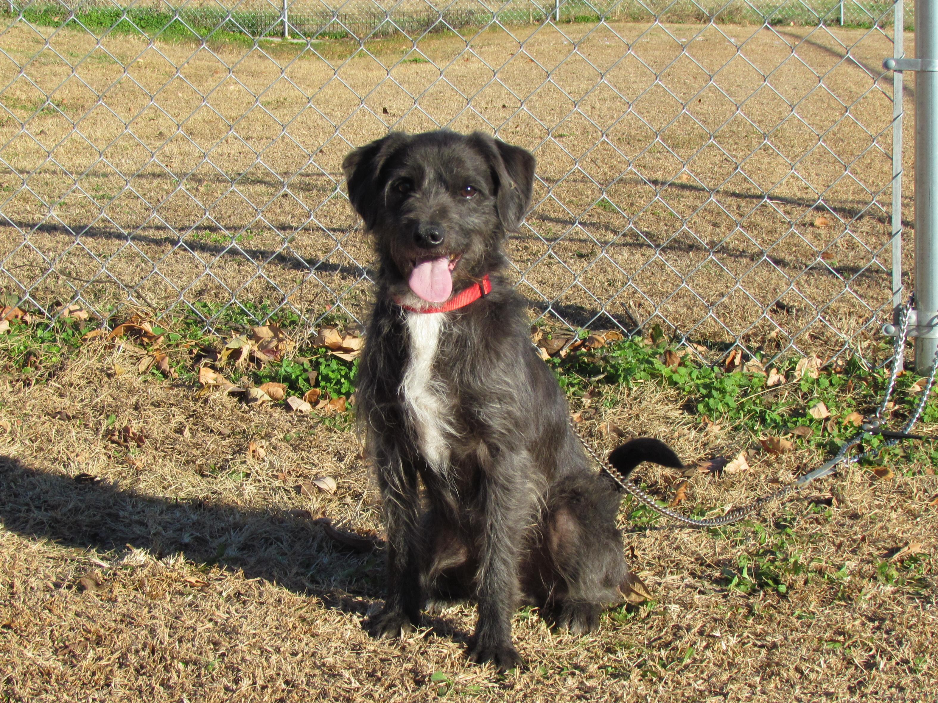 Enlarge GRIFFIN, a Adoptable mixed breed in Humboldt, TN image 1/6