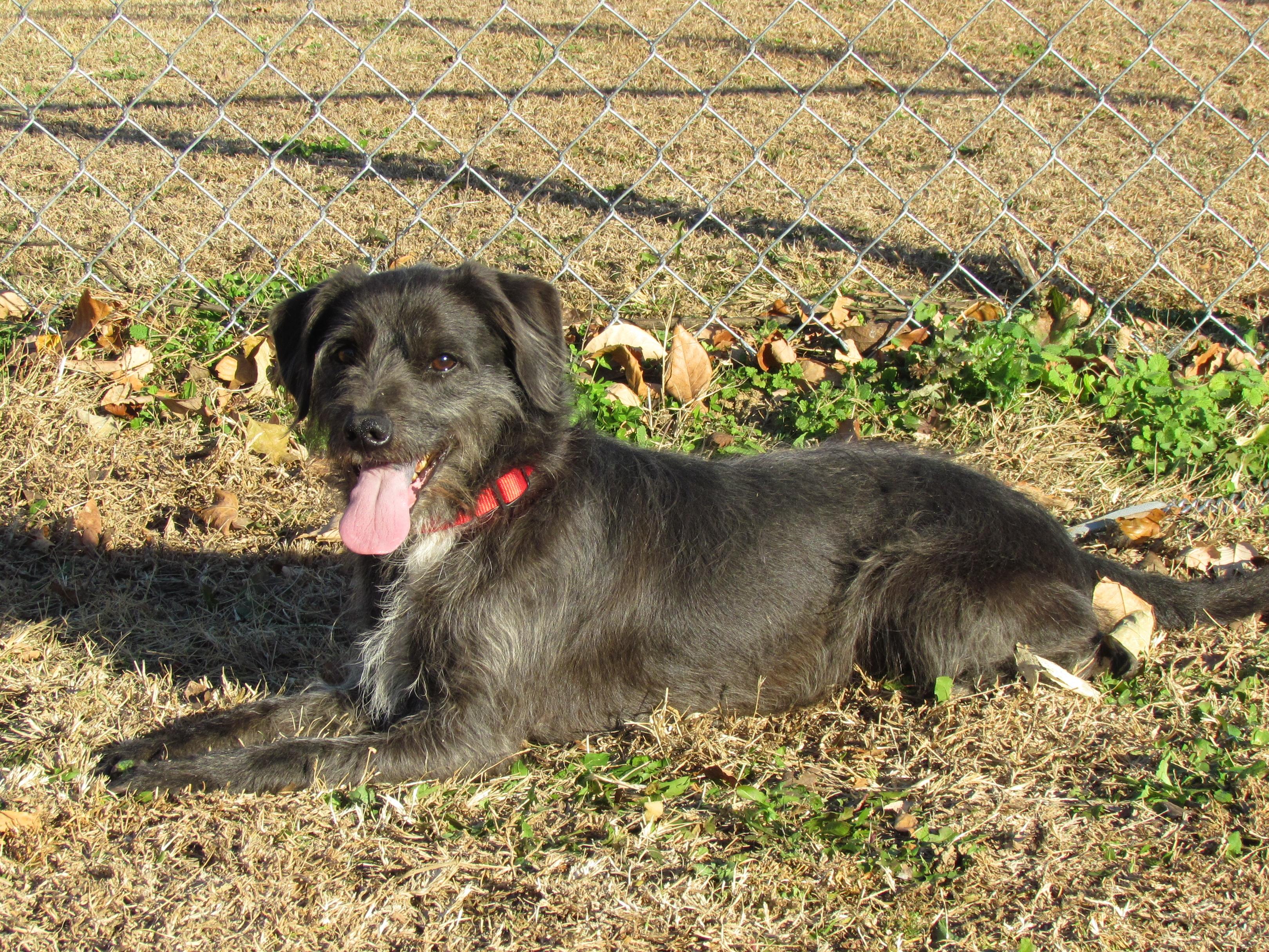 Enlarge GRIFFIN, a Adoptable mixed breed in Humboldt, TN image 2/6