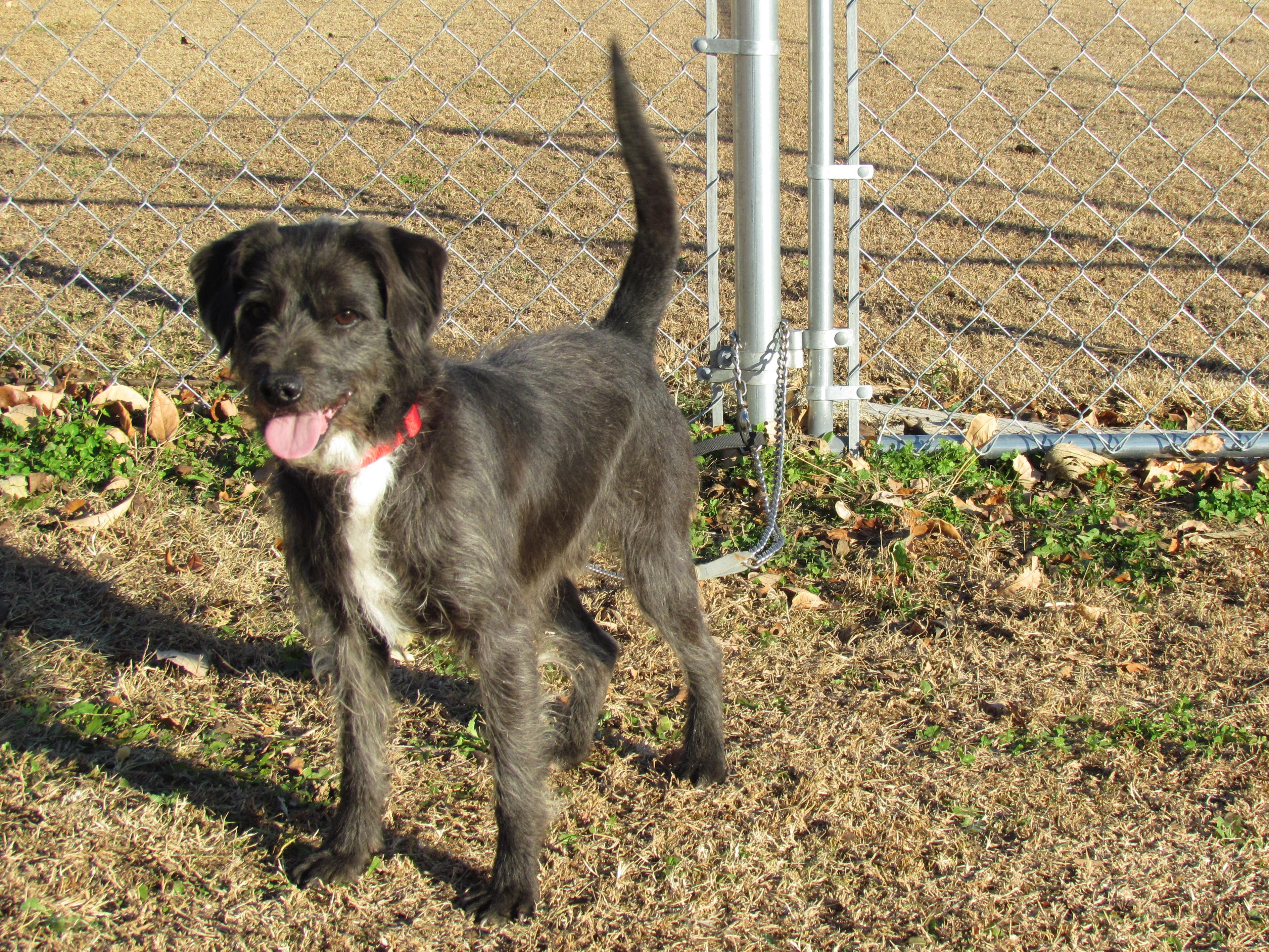 Enlarge GRIFFIN, a Adoptable mixed breed in Humboldt, TN image 5/6