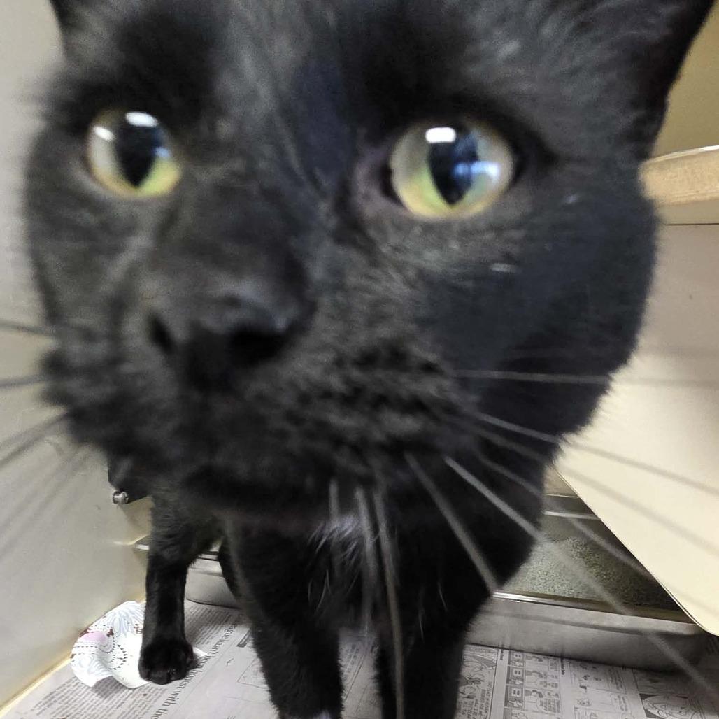 Enlarge Out of the Box, a Adoptable Domestic Short Hair in DeKalb, IL image 1/4