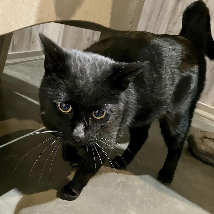 Enlarge Out of the Box, a Adoptable Domestic Short Hair in DeKalb, IL image 2/4